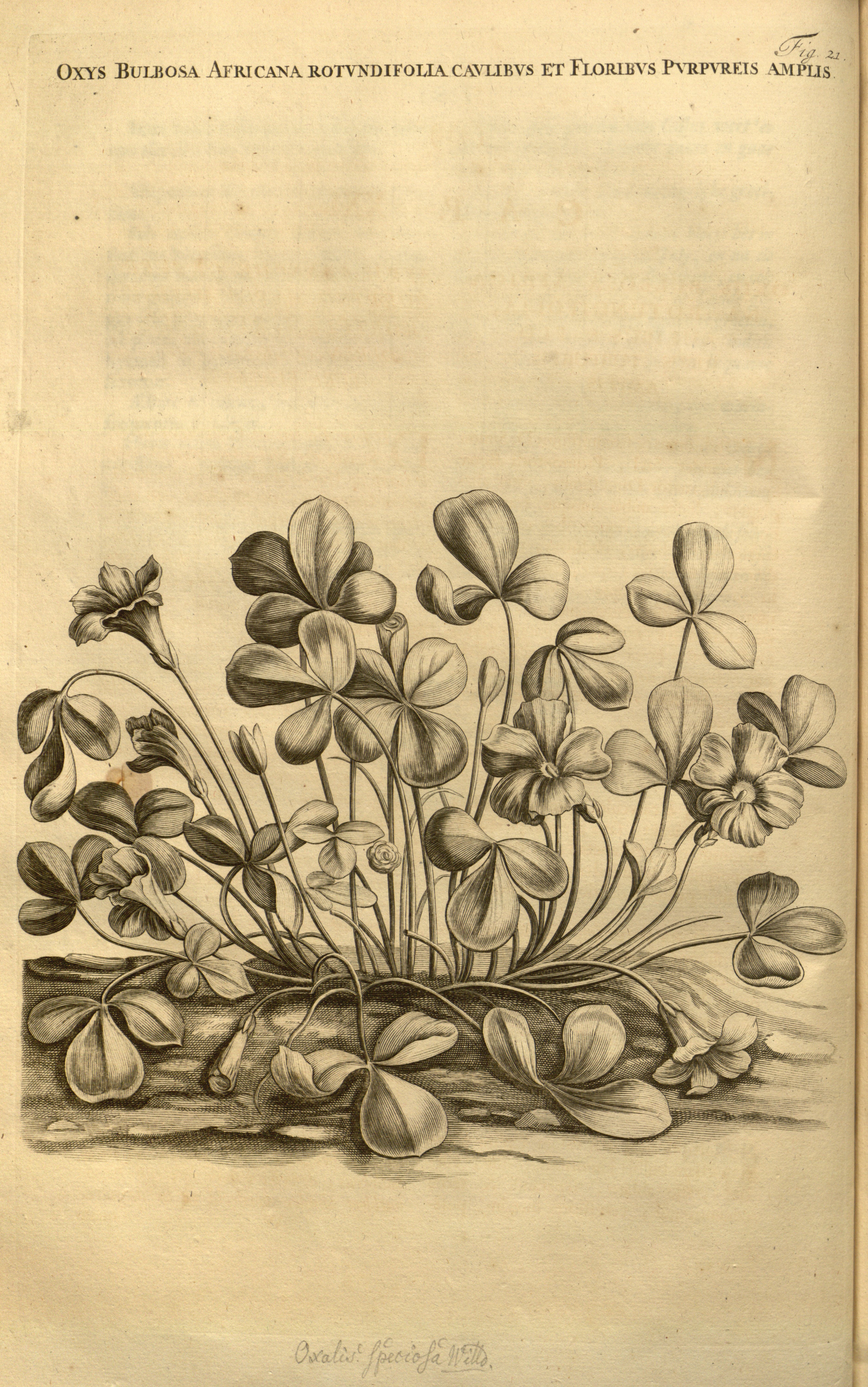 no full size  illustration available (3a)