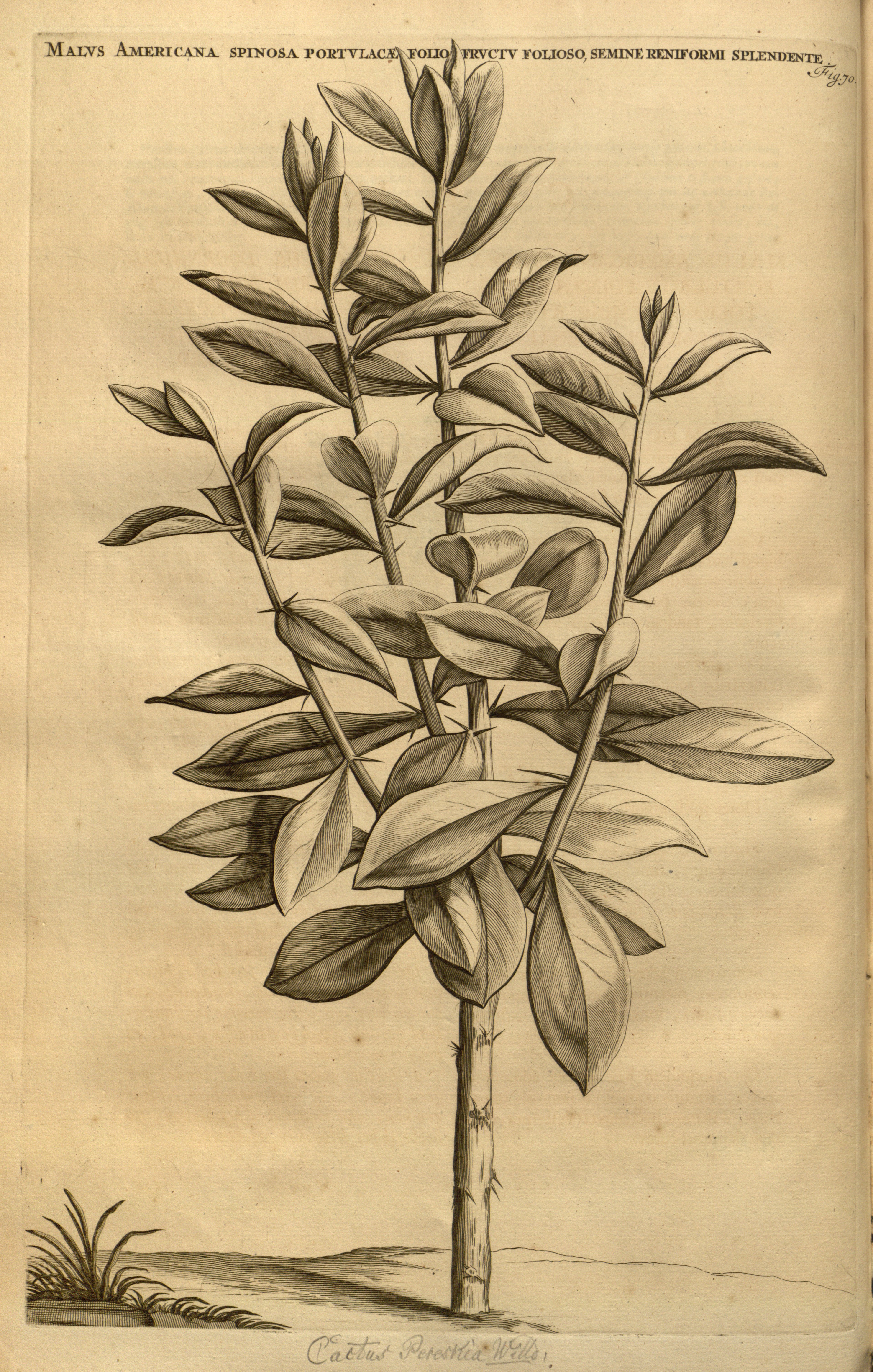 no full size  illustration available (3a)