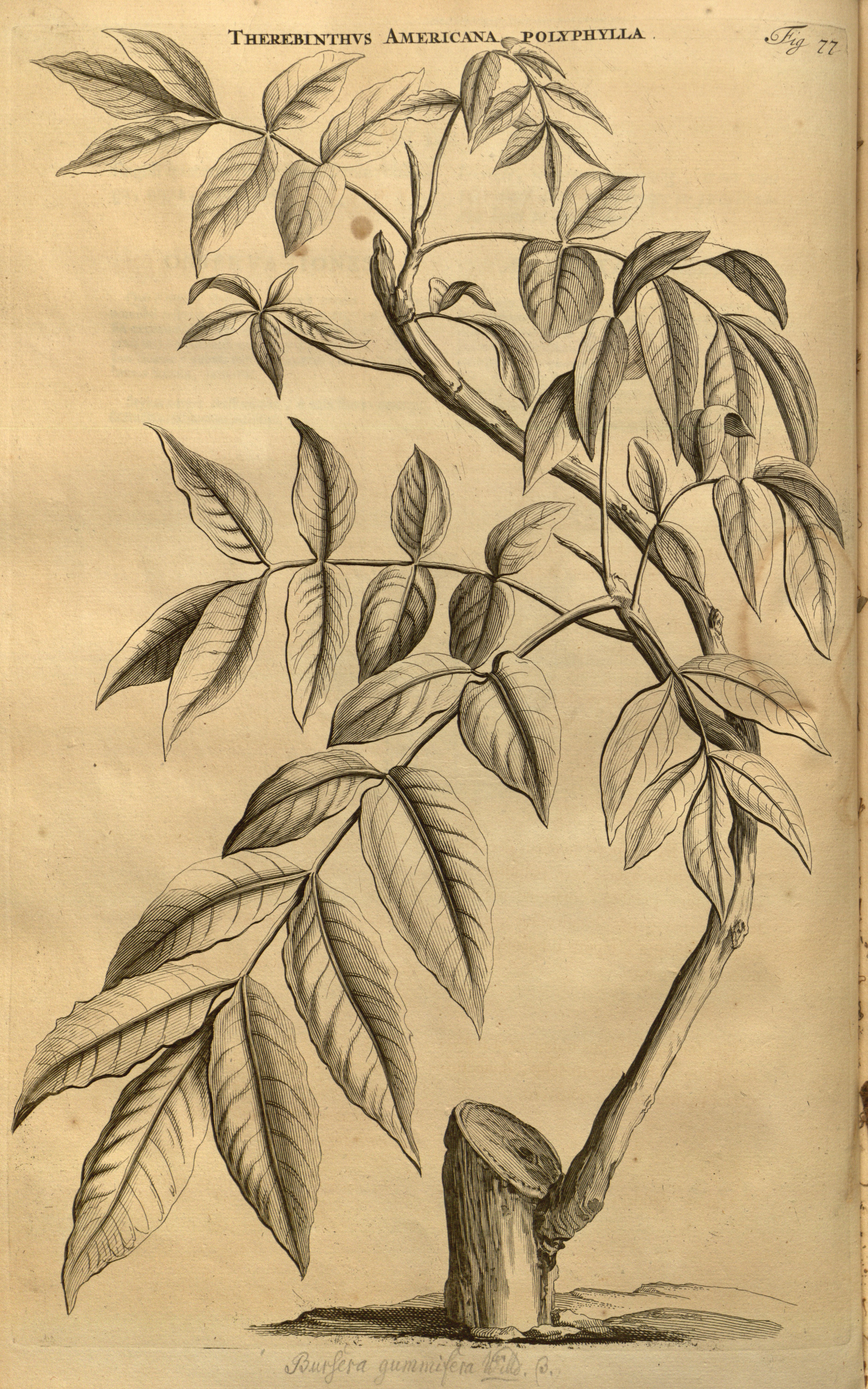 no full size  illustration available (3a)