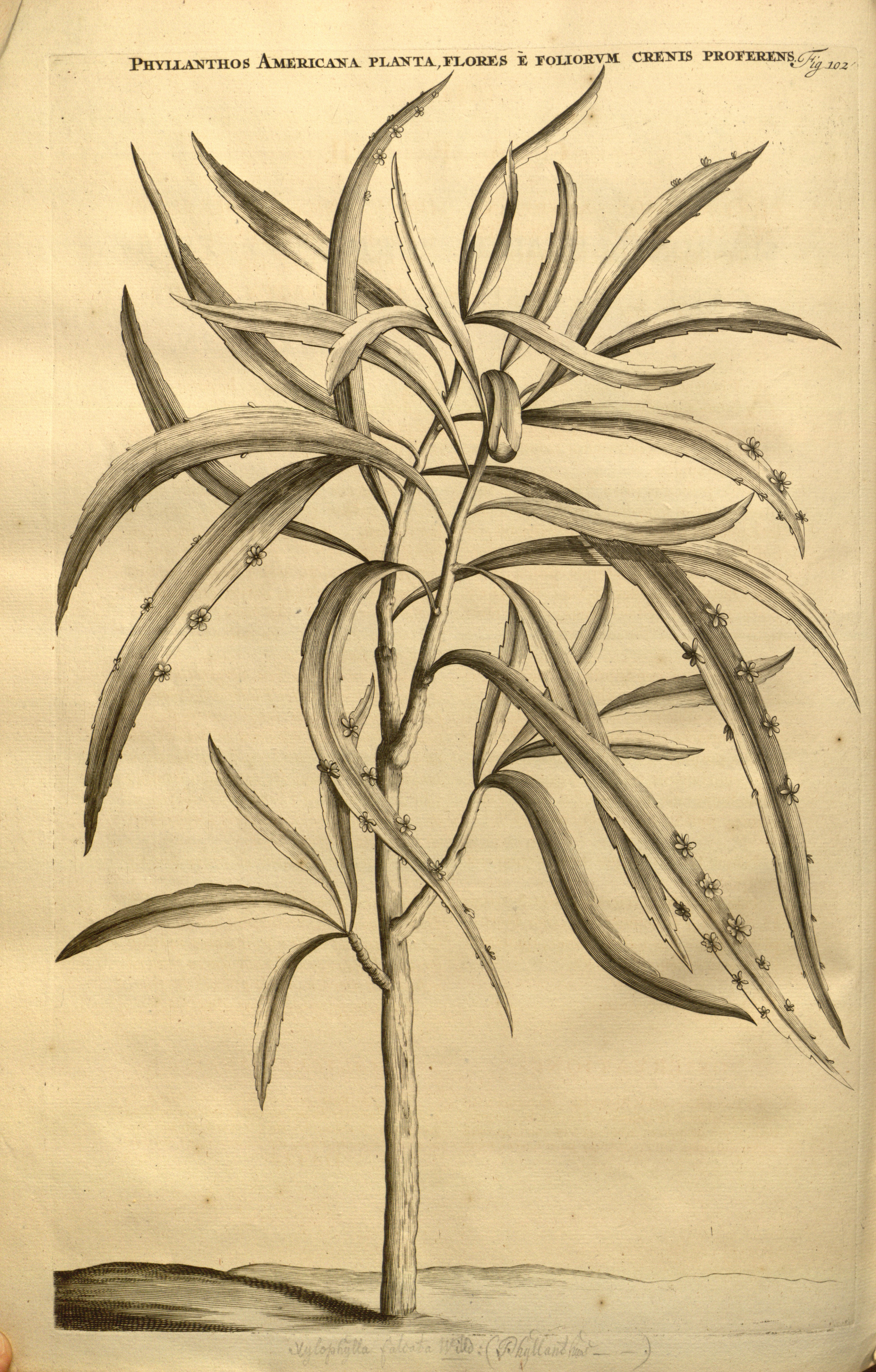 no full size  illustration available (3a)