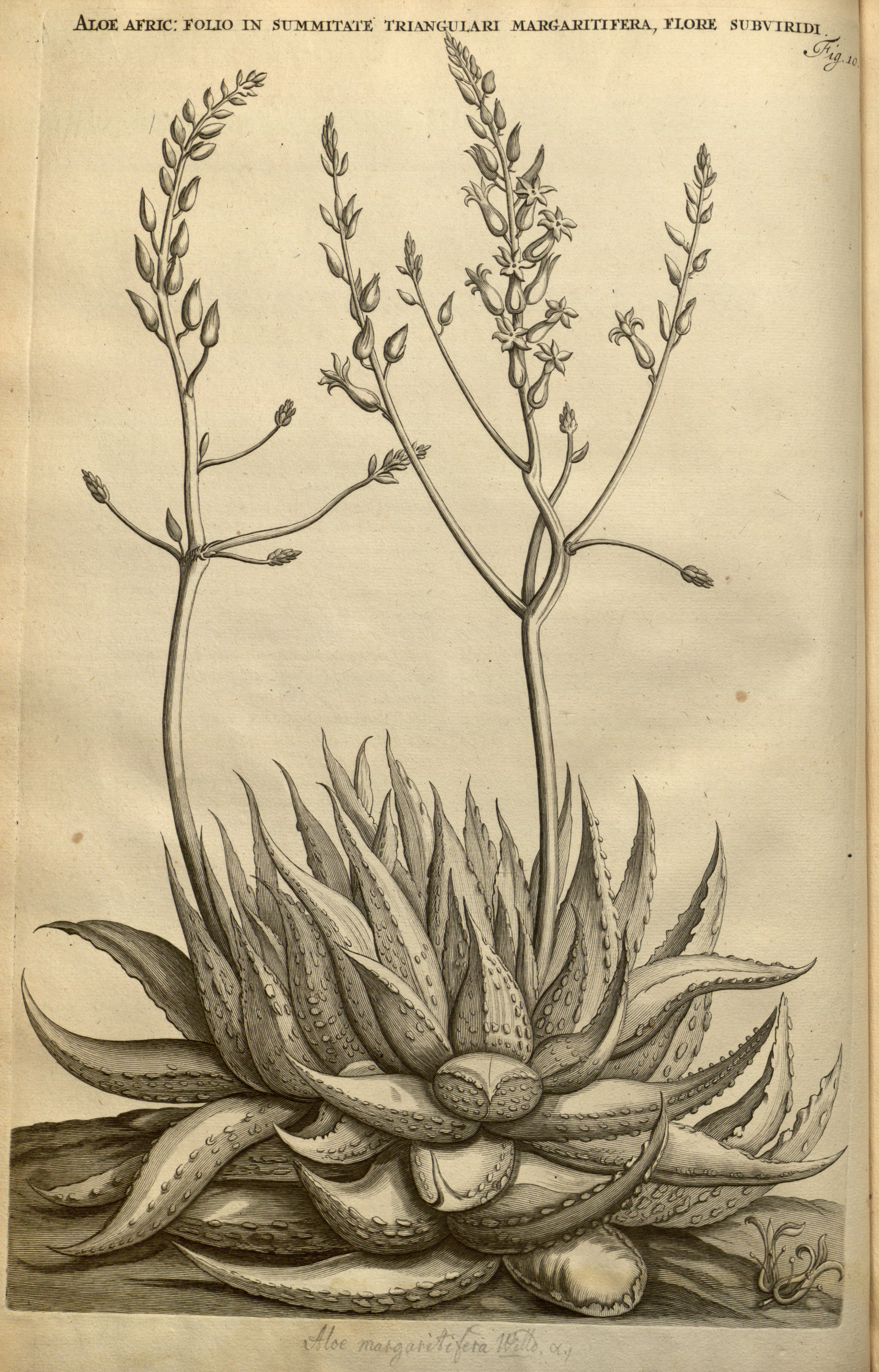 no full size  illustration available (3a)