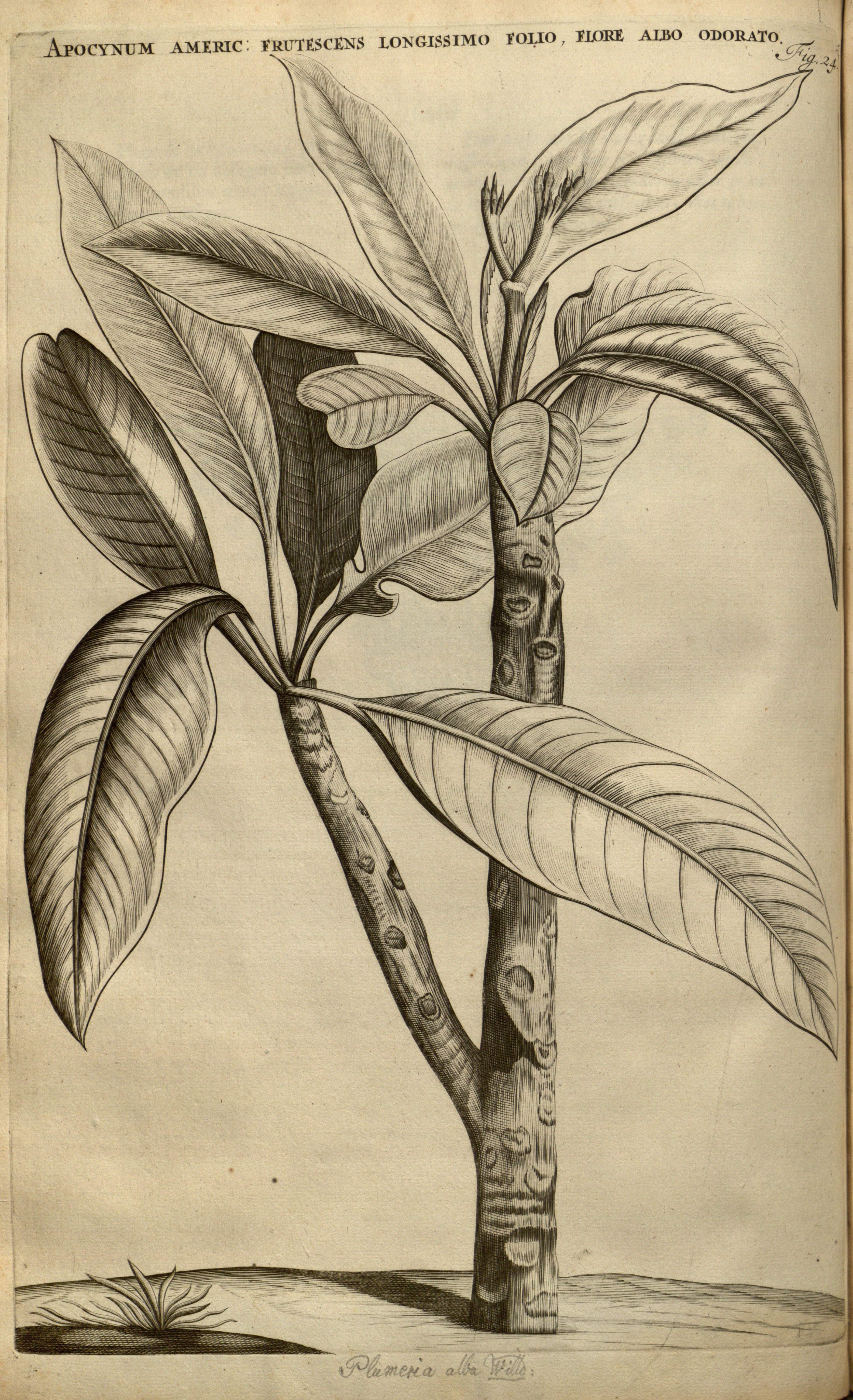 no full size  illustration available (3a)