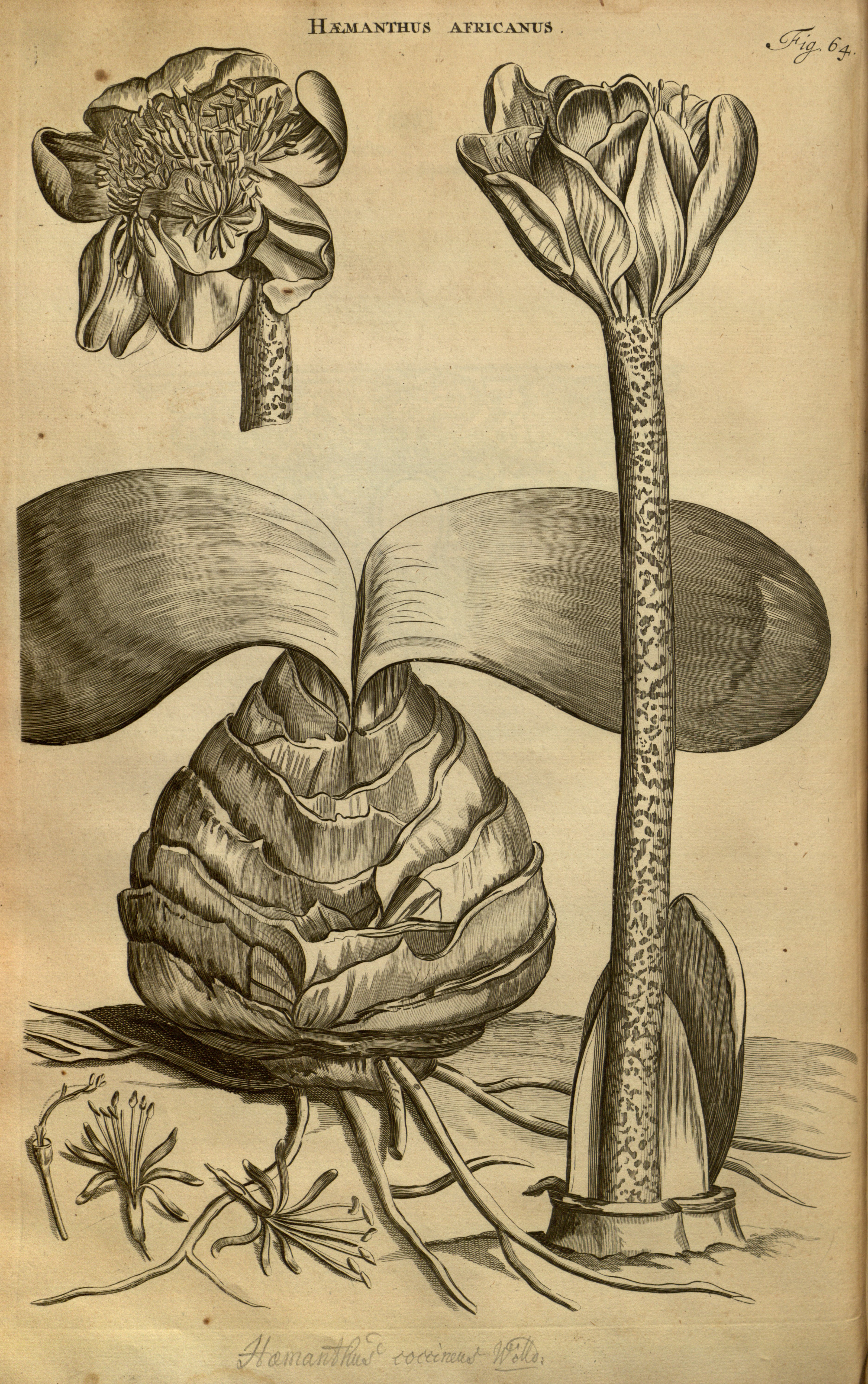 no full size  illustration available (3a)