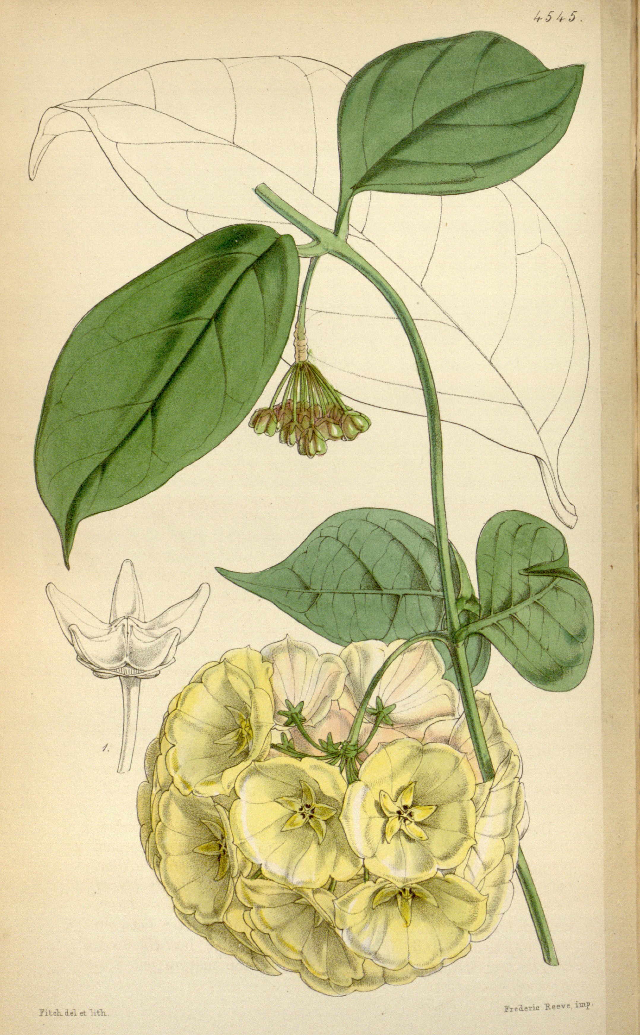 no full size  illustration available (3a)