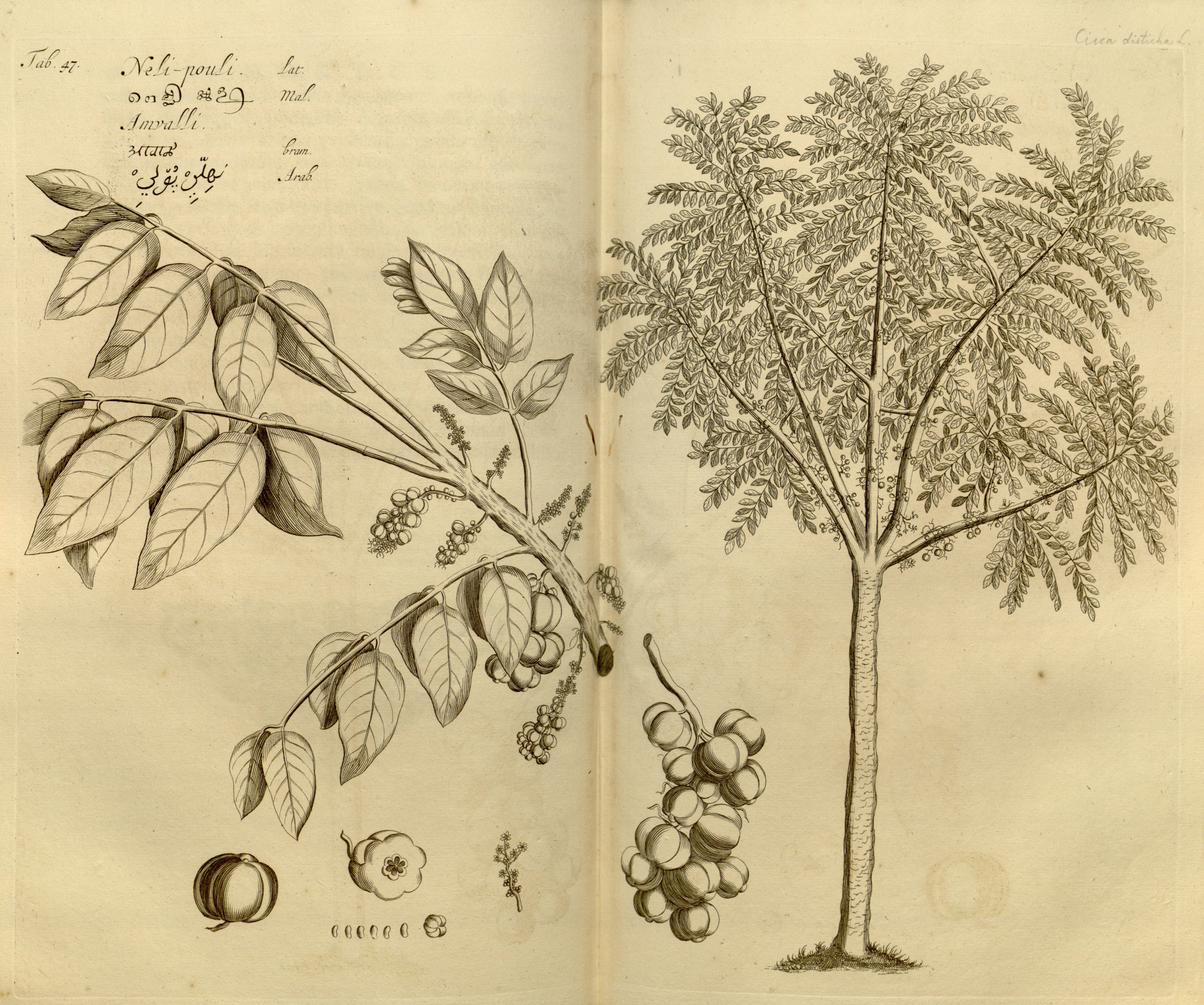 no full size  illustration available (3a)