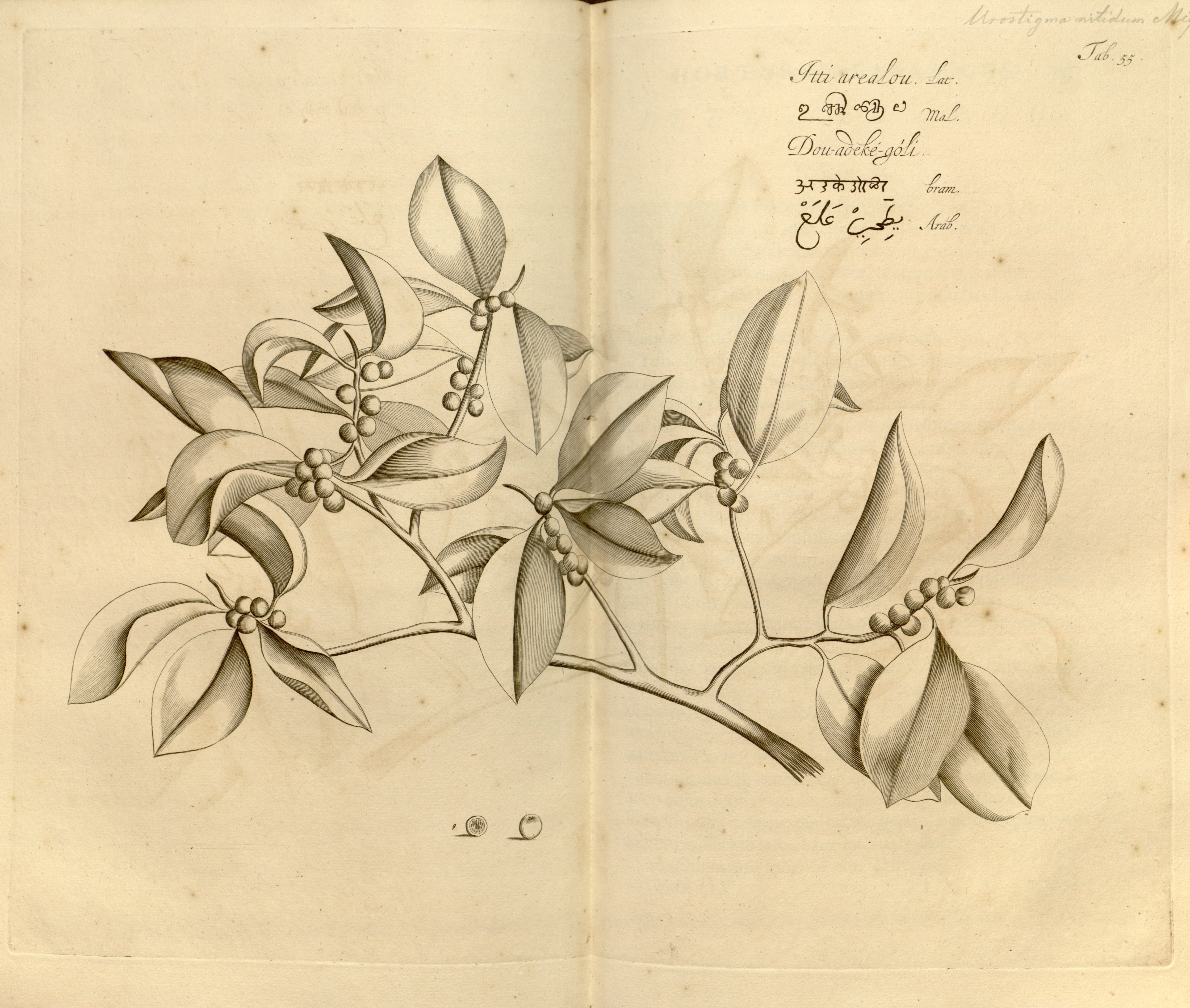 no full size  illustration available (3a)