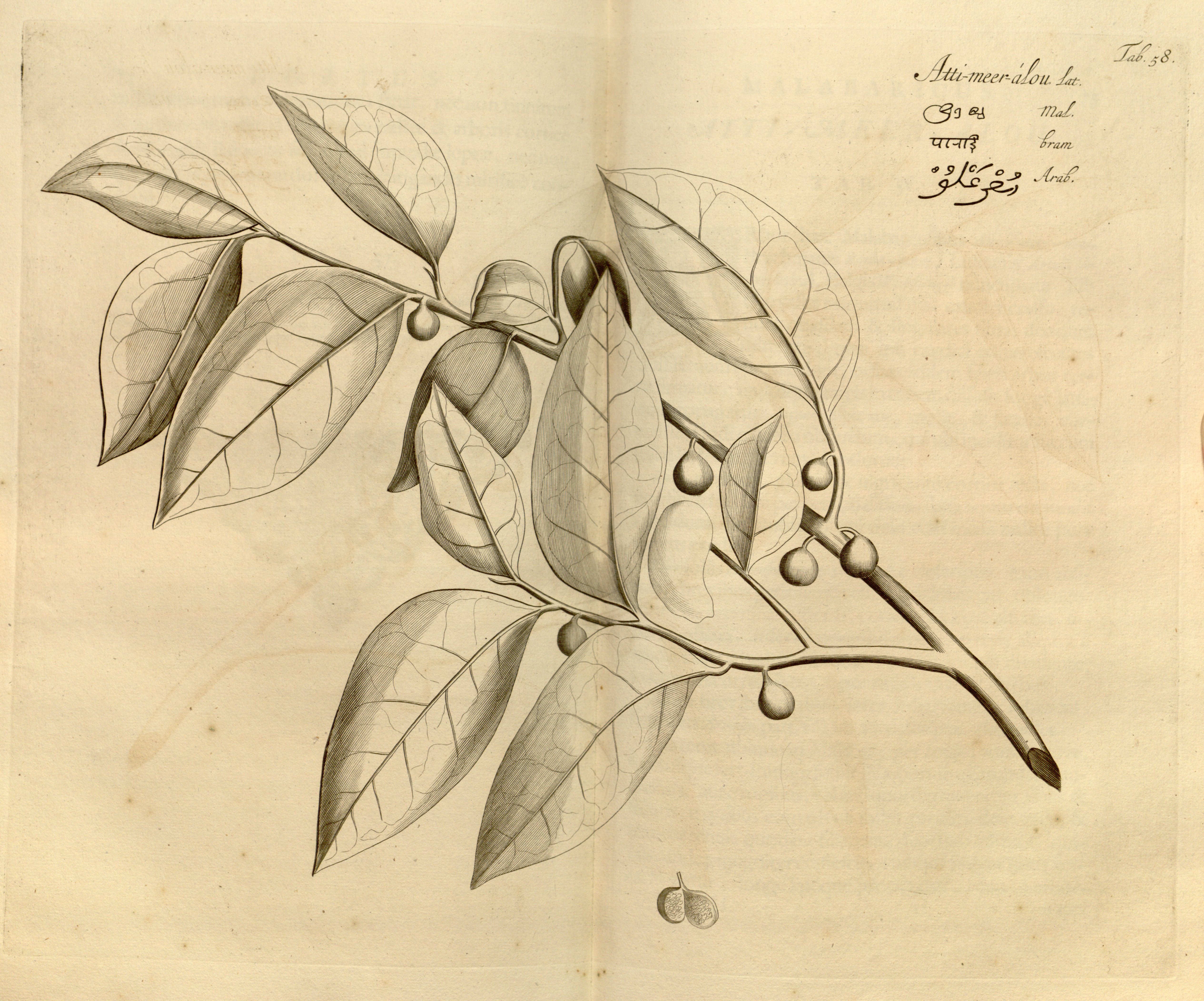 no full size  illustration available (3a)