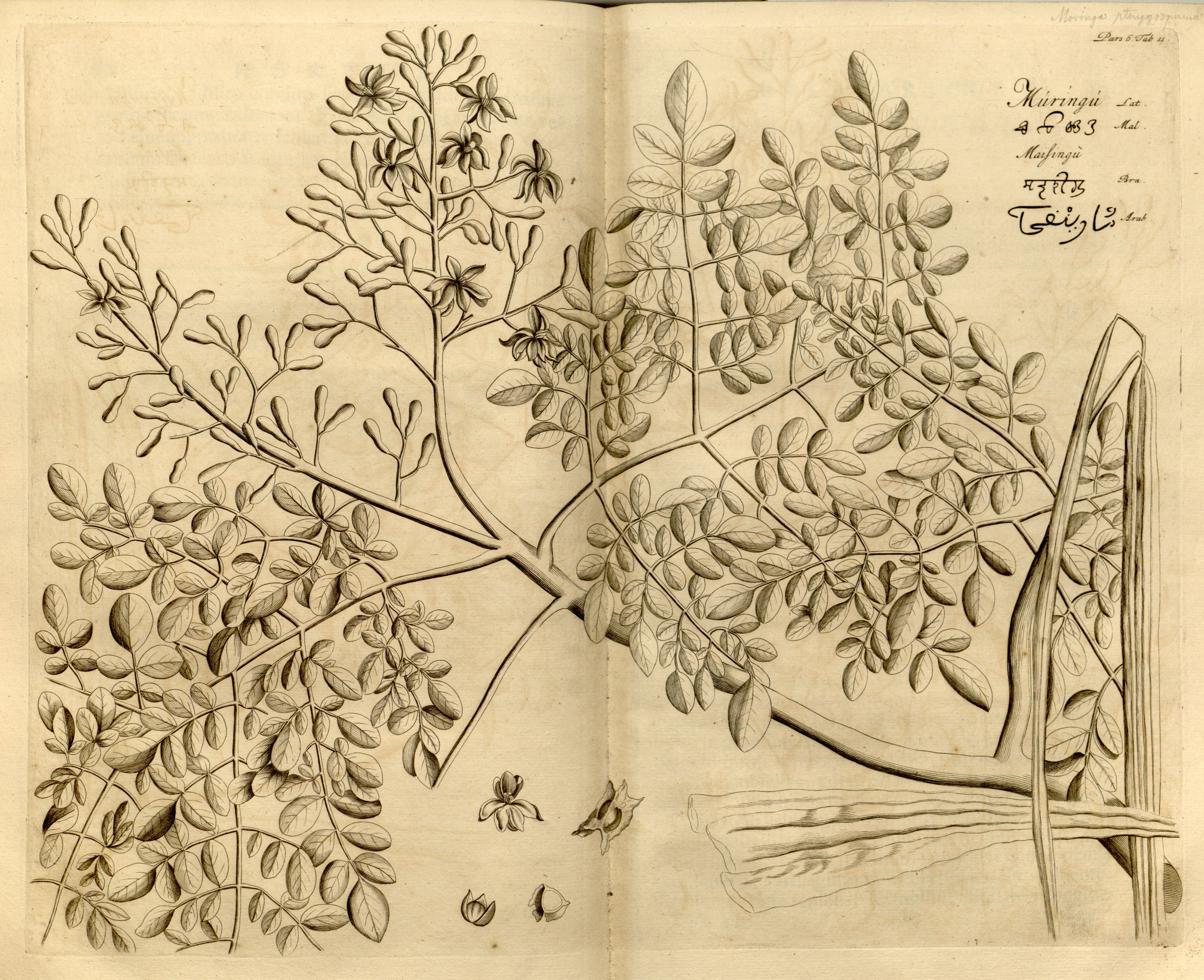 no full size  illustration available (3a)