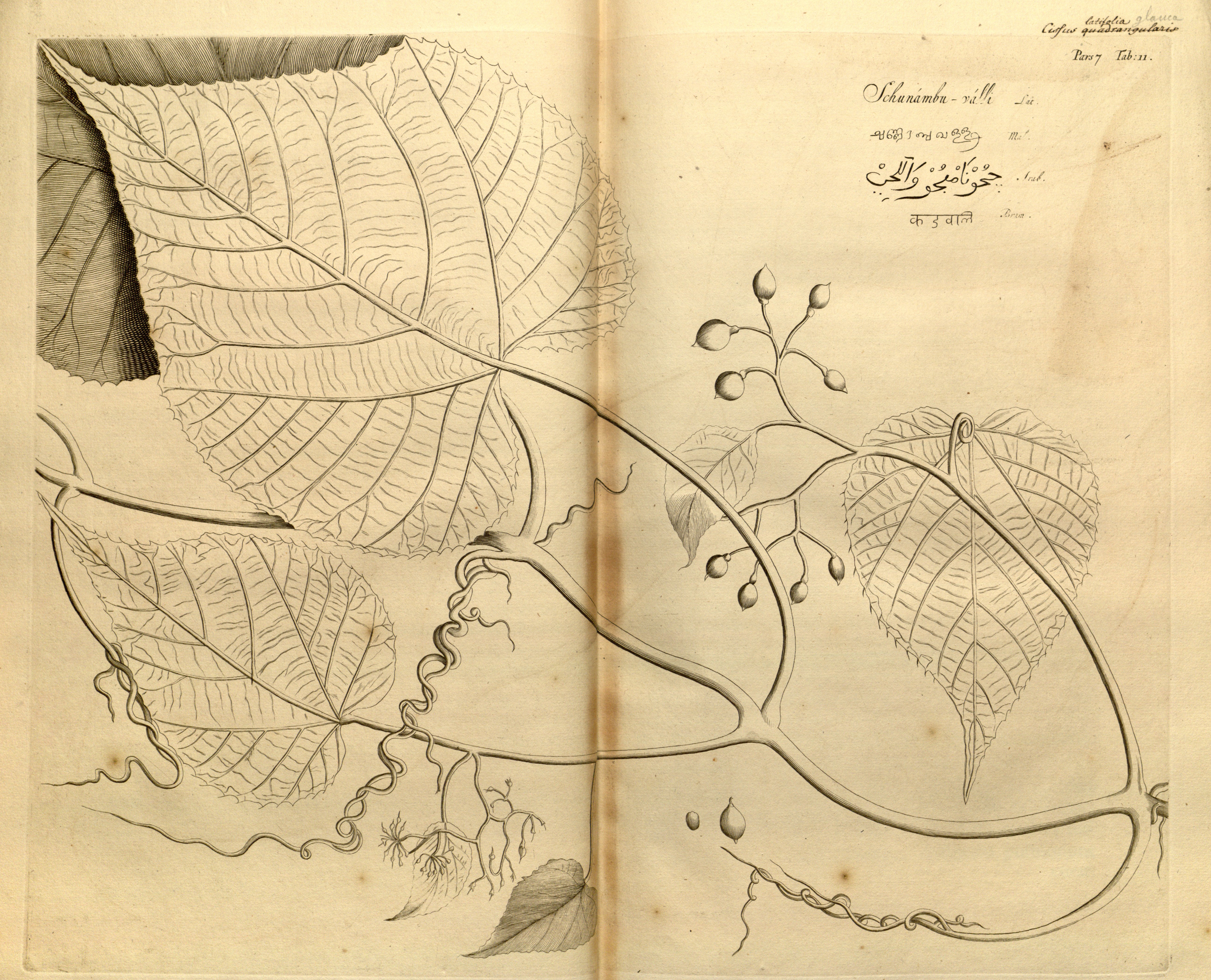 no full size  illustration available (3a)