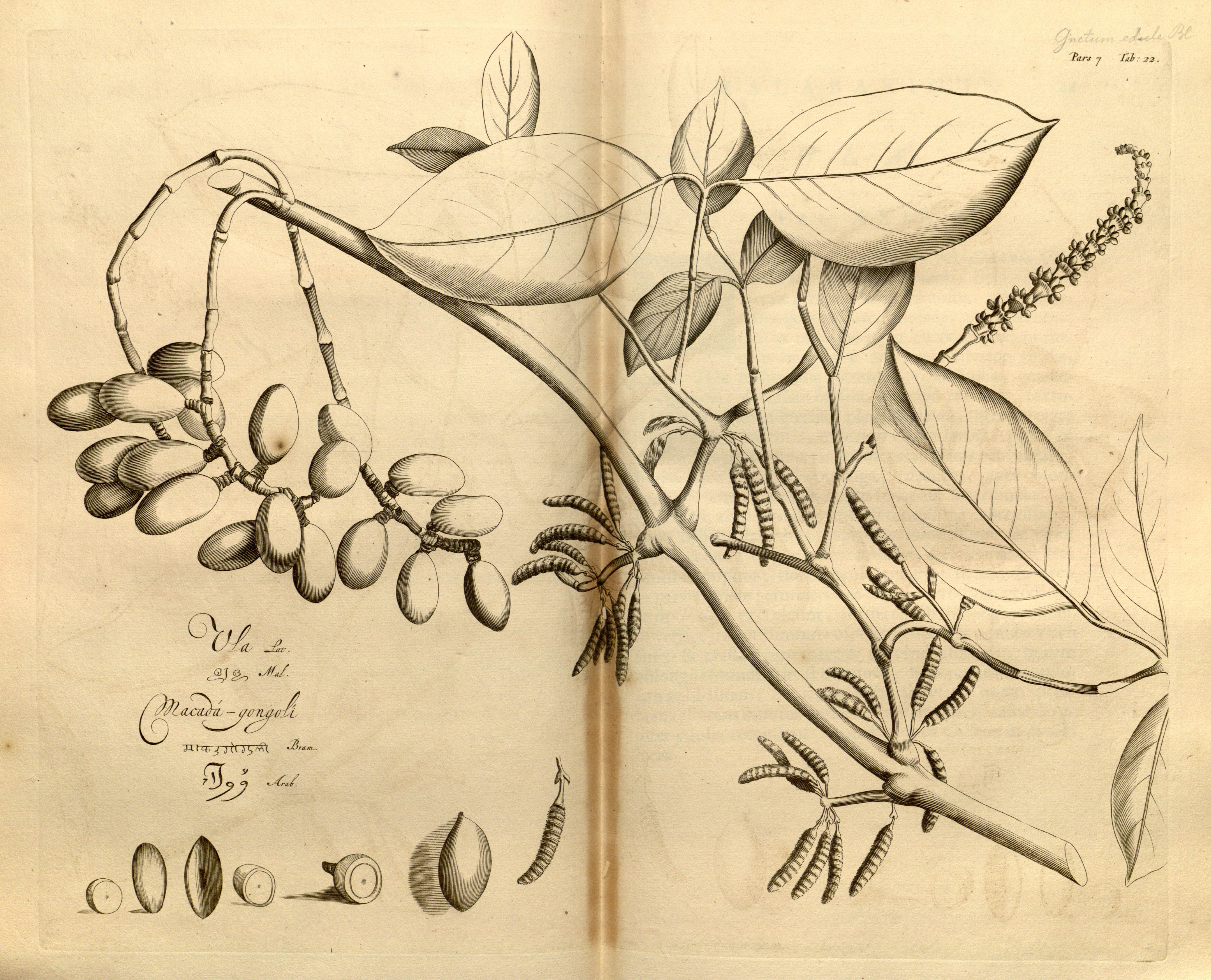 no full size  illustration available (3a)