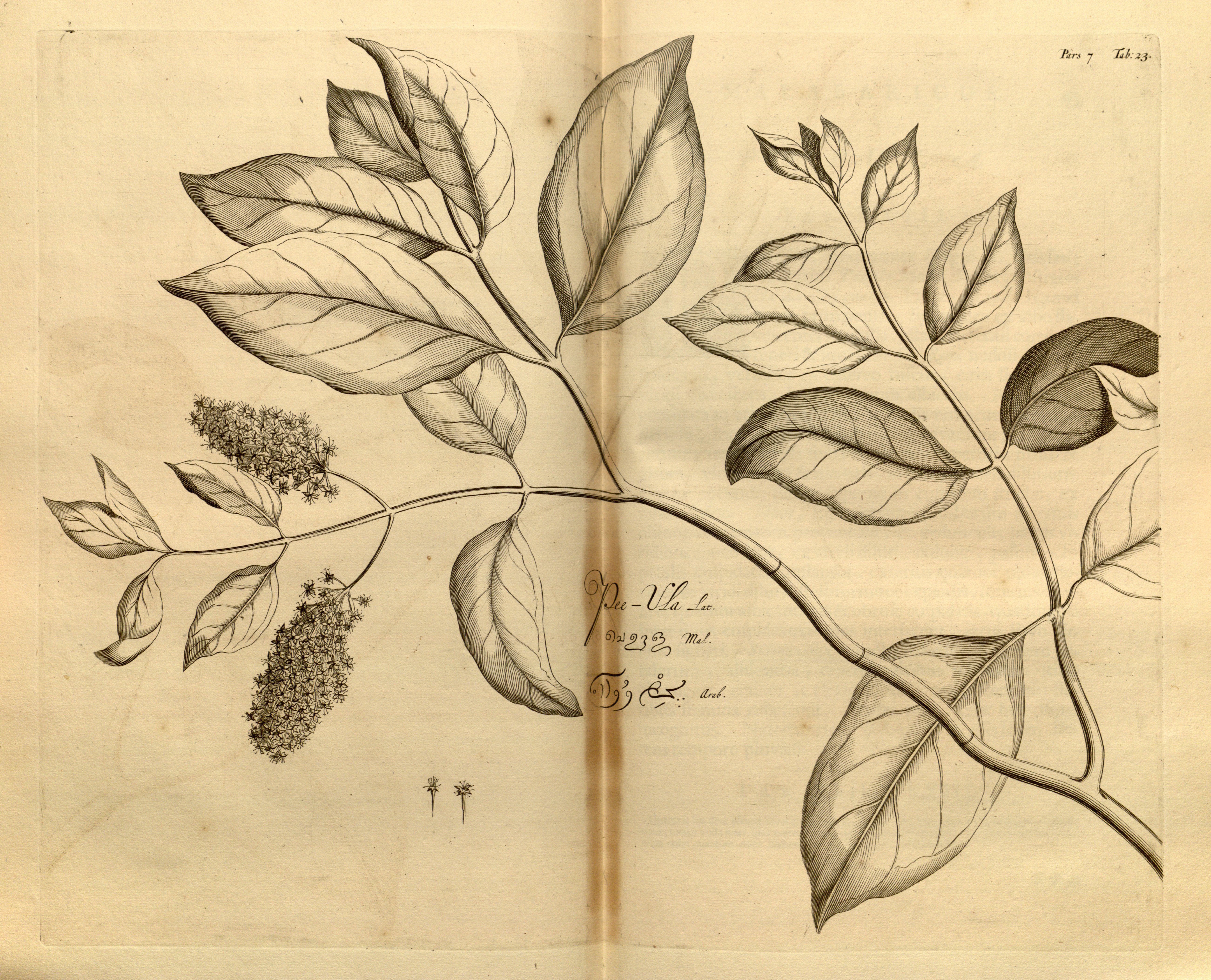 no full size  illustration available (3a)