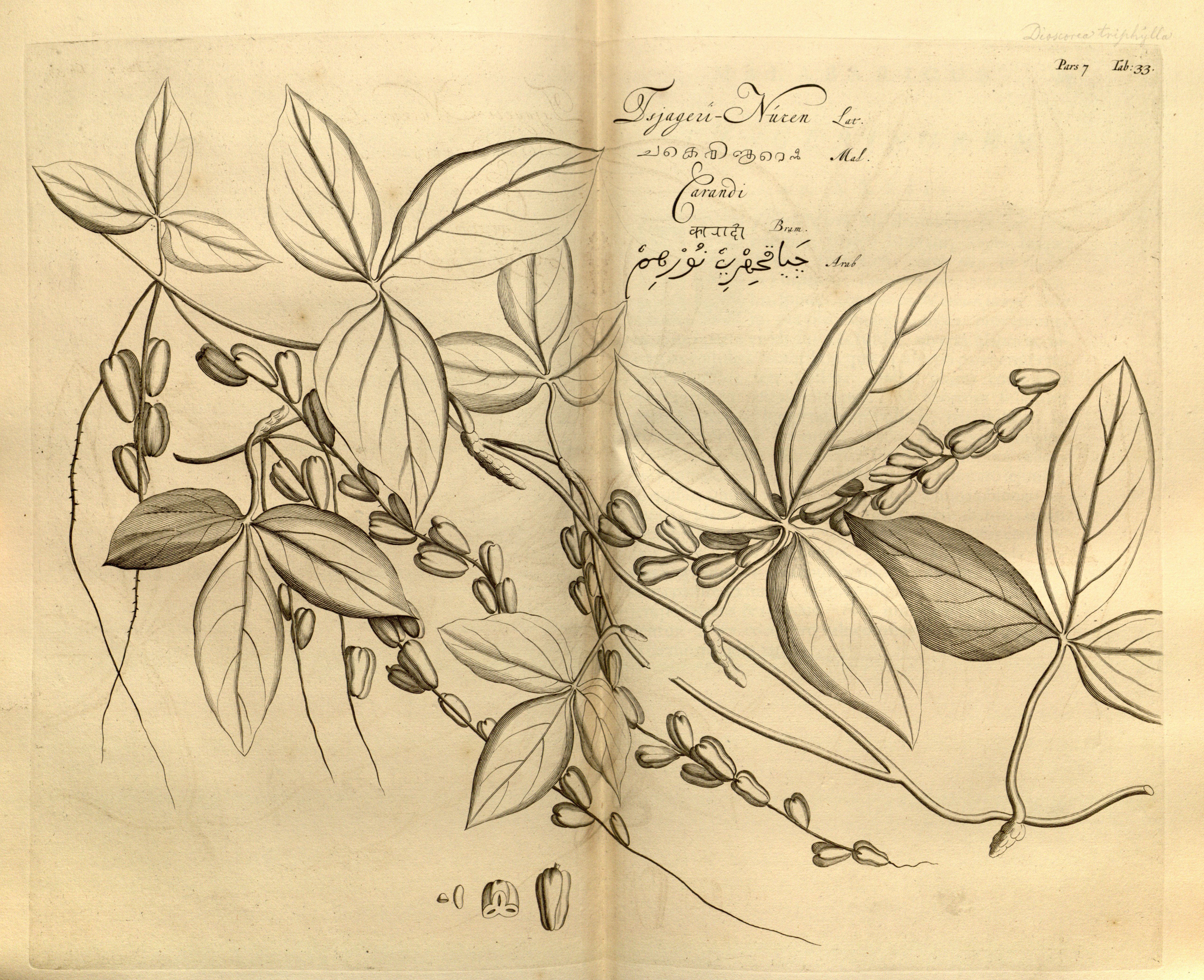 no full size  illustration available (3a)