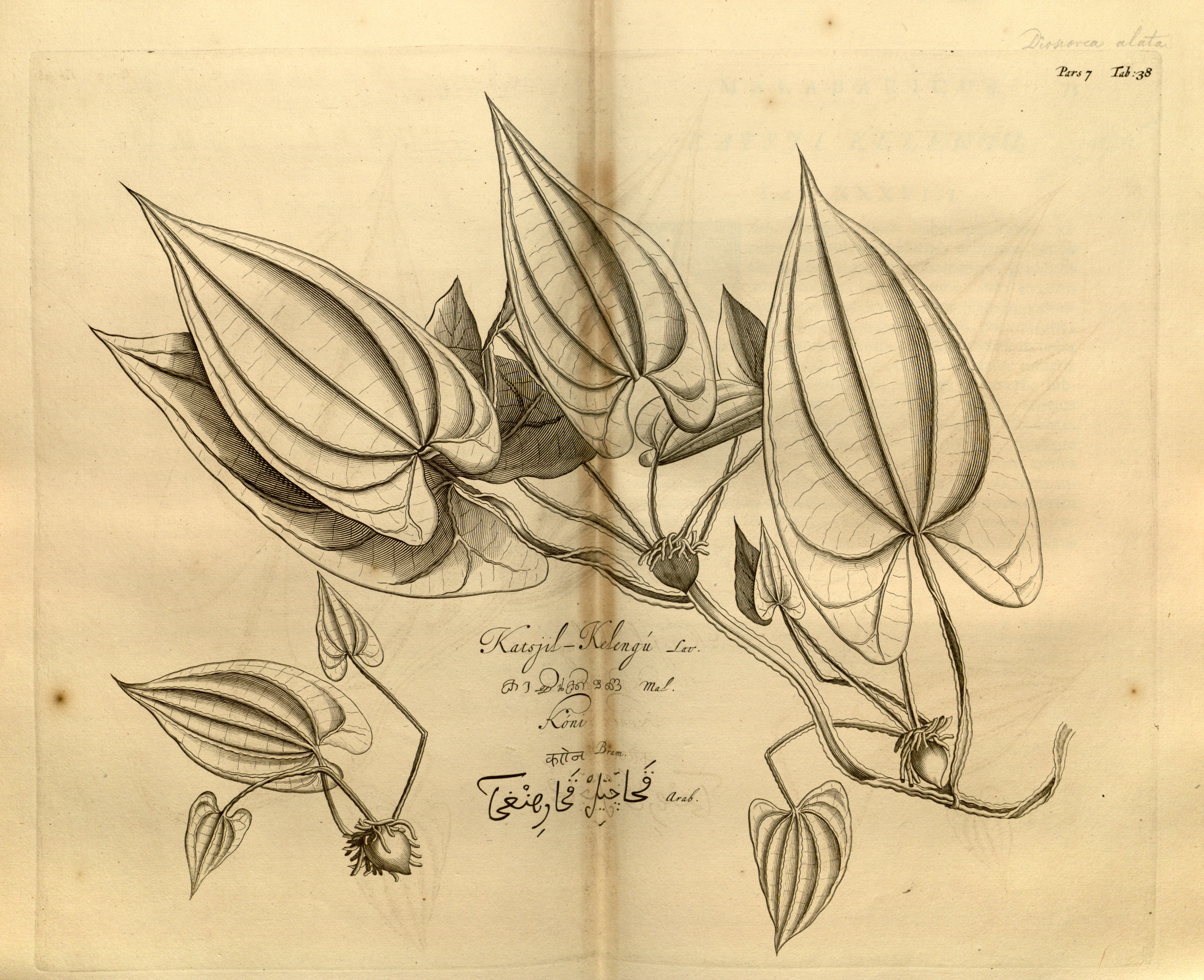 no full size  illustration available (3a)