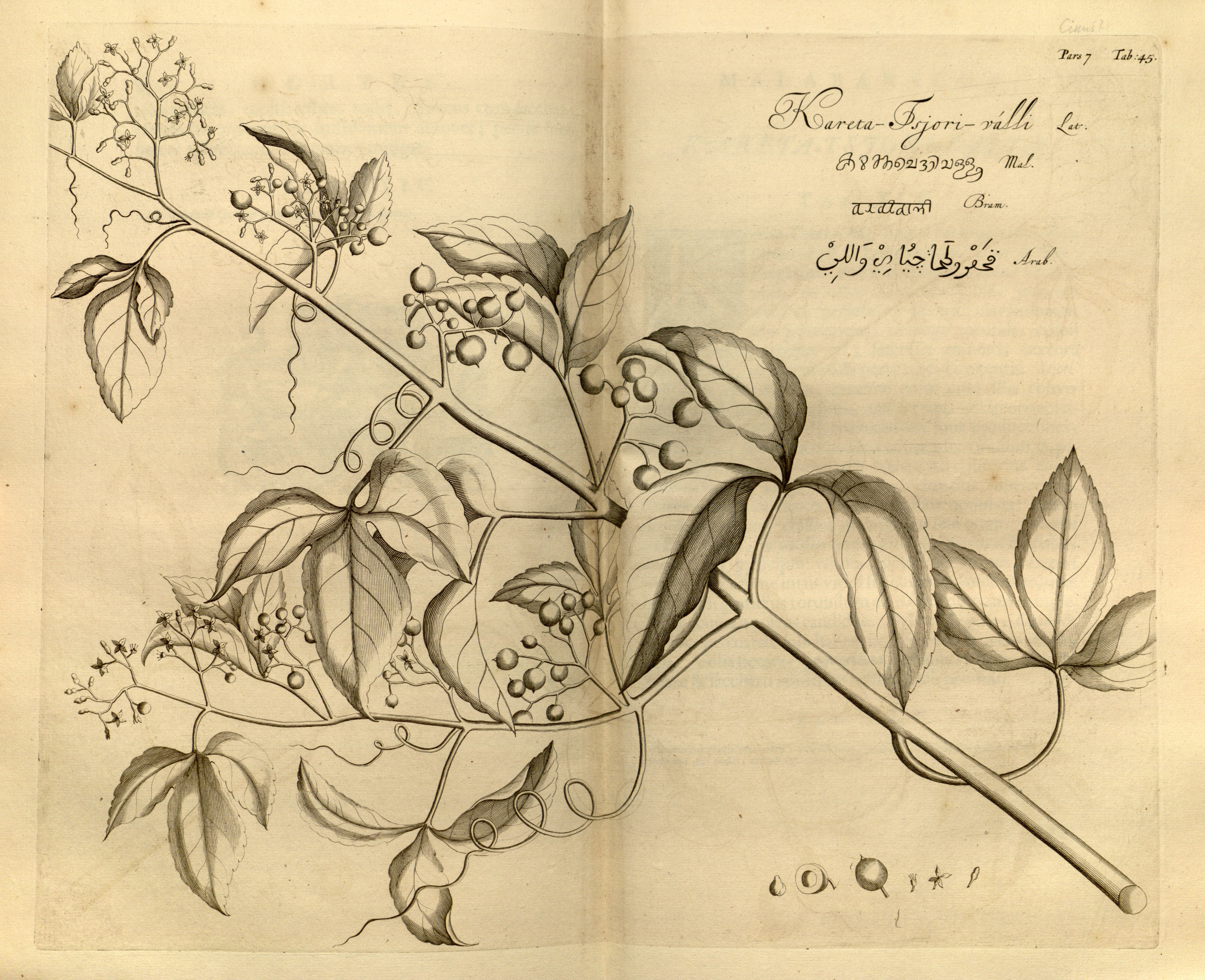 no full size  illustration available (3a)