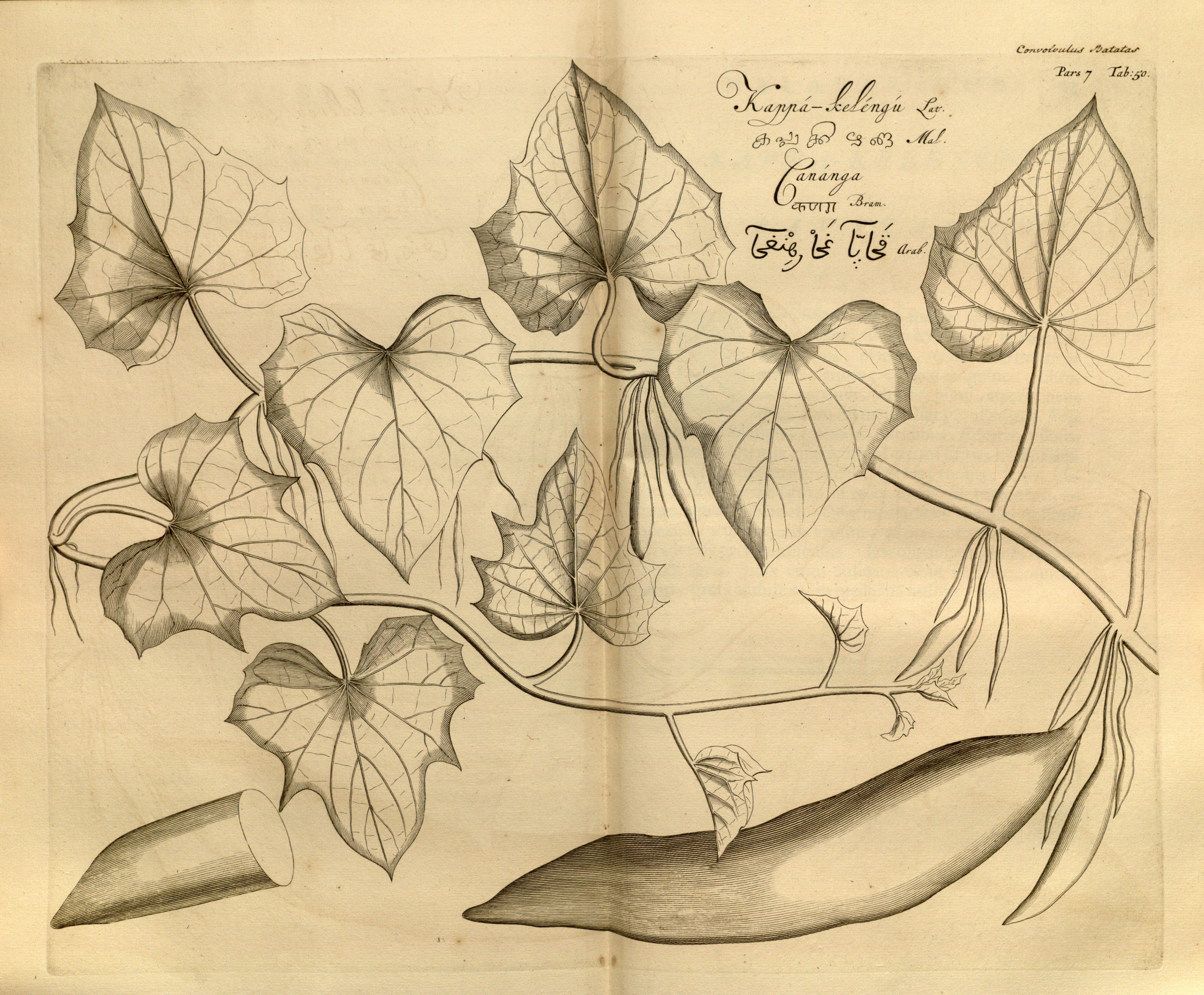 no full size  illustration available (3a)