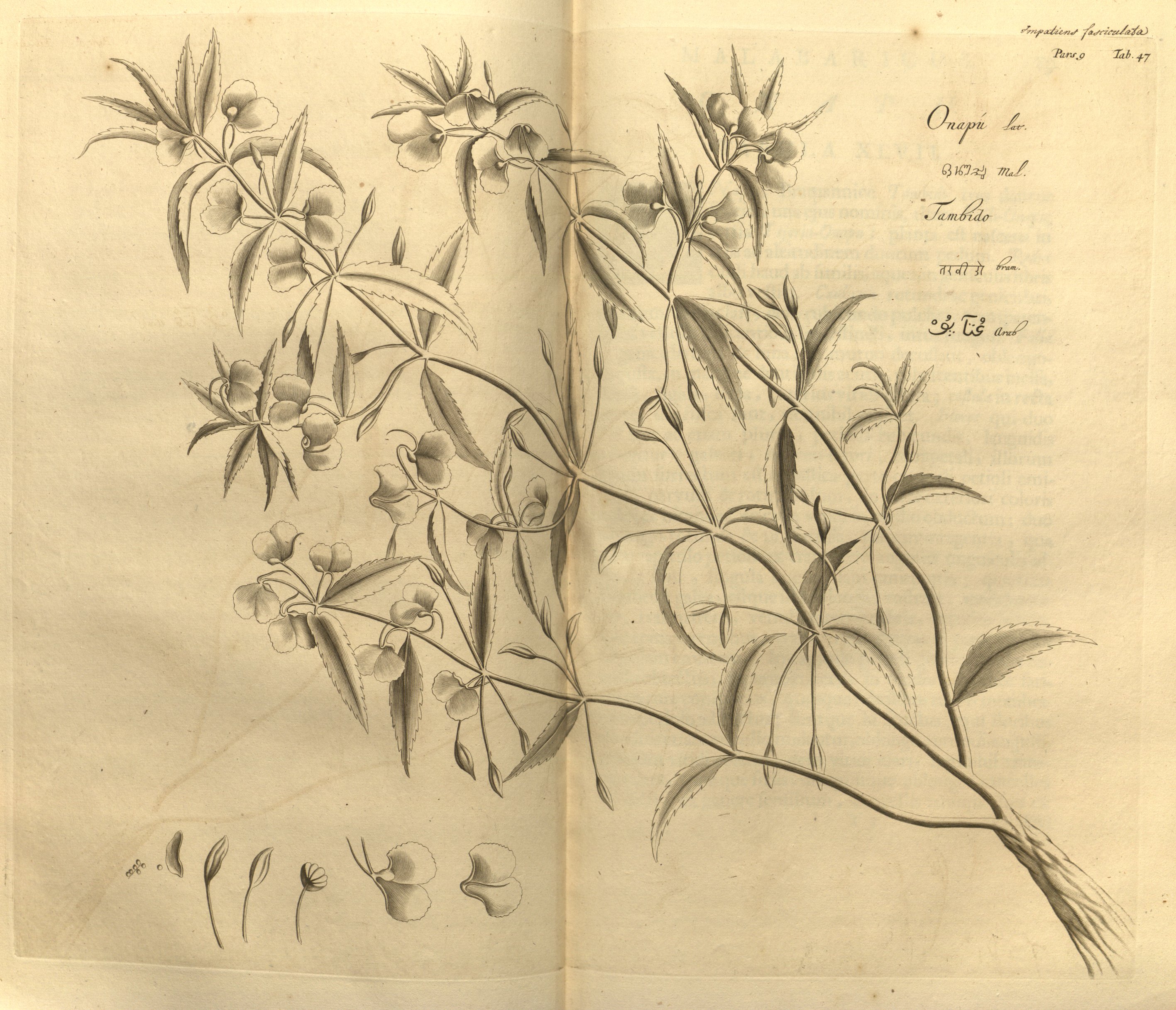 no full size  illustration available (3a)