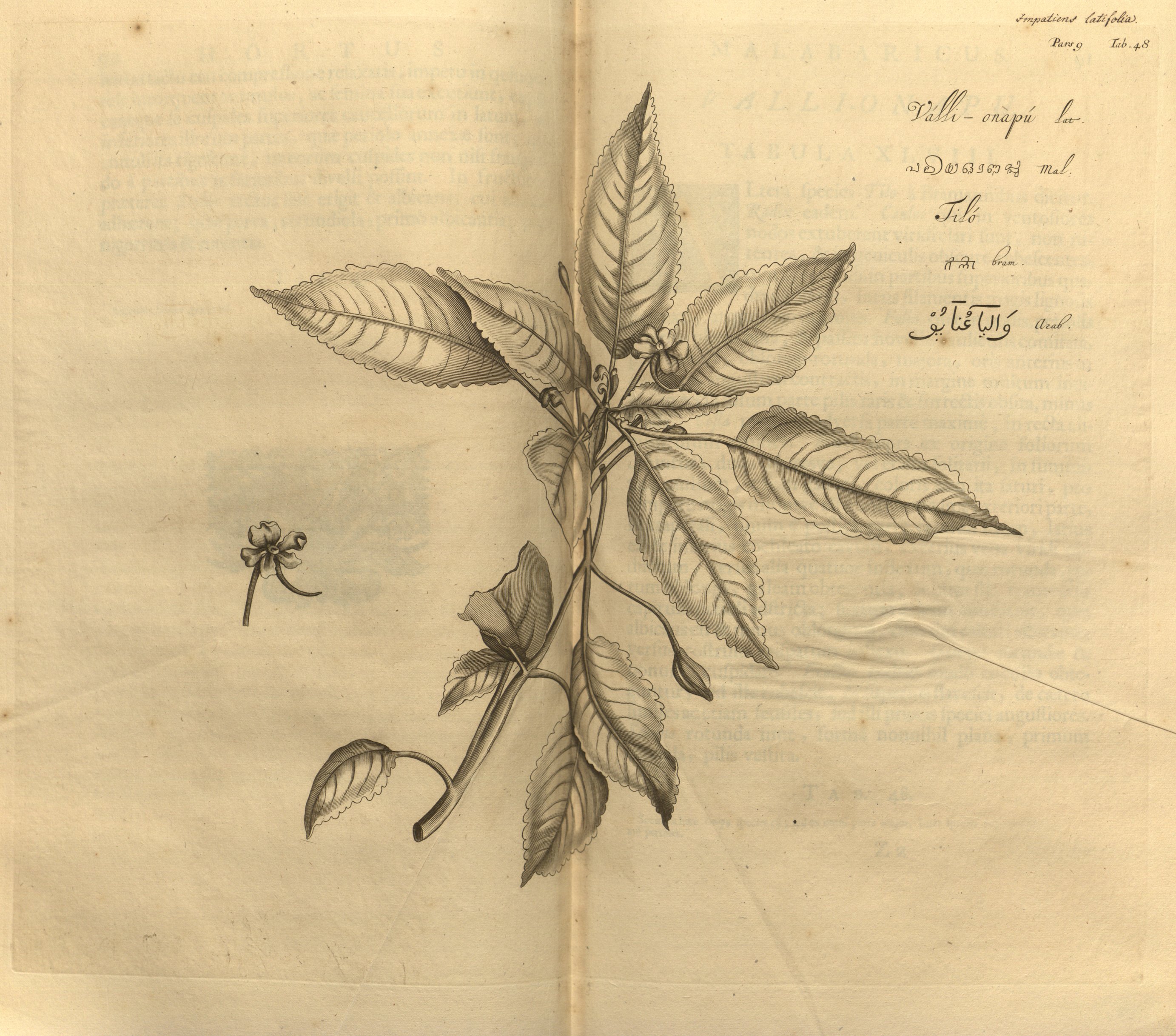 no full size  illustration available (3a)