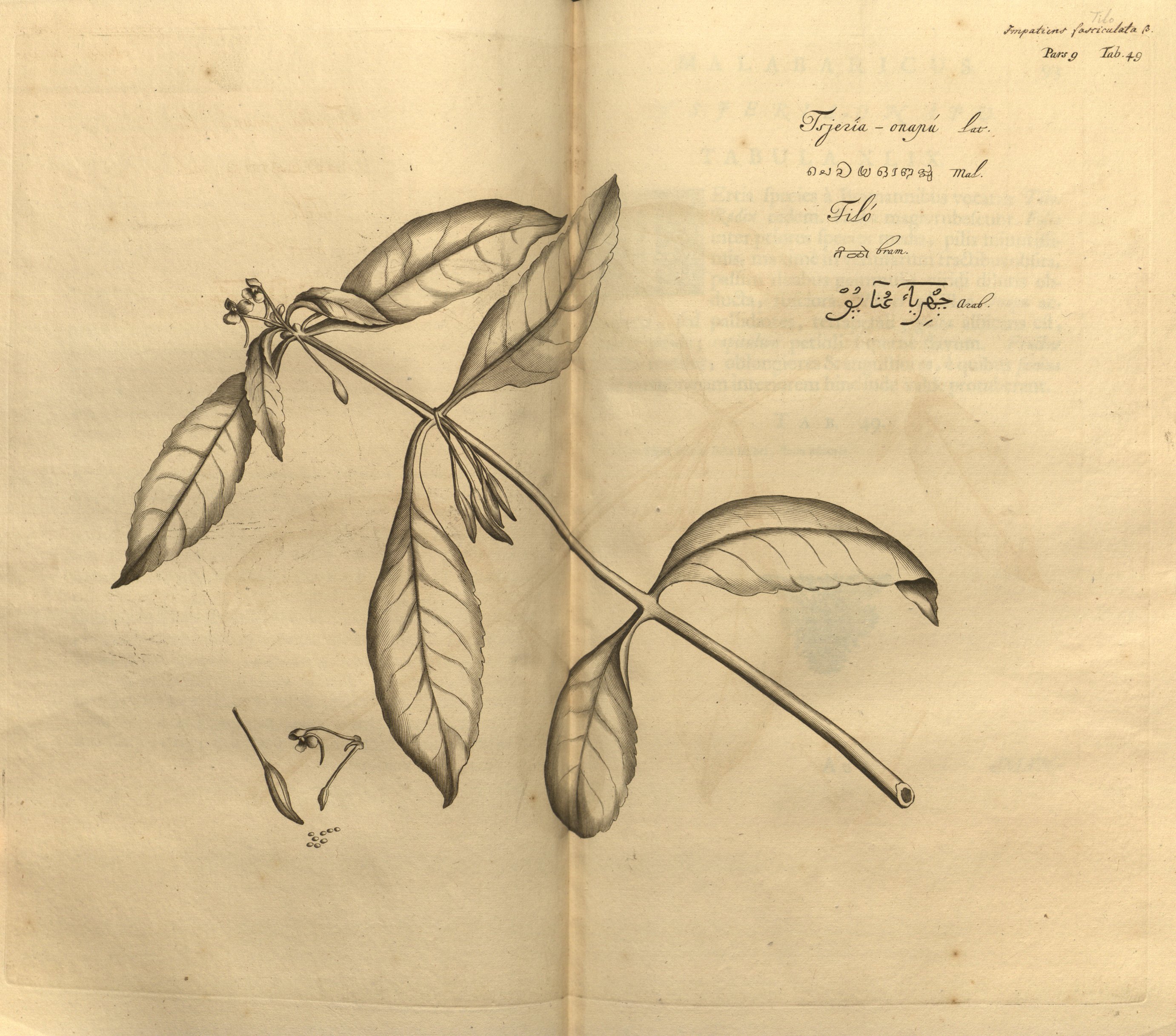 no full size  illustration available (3a)