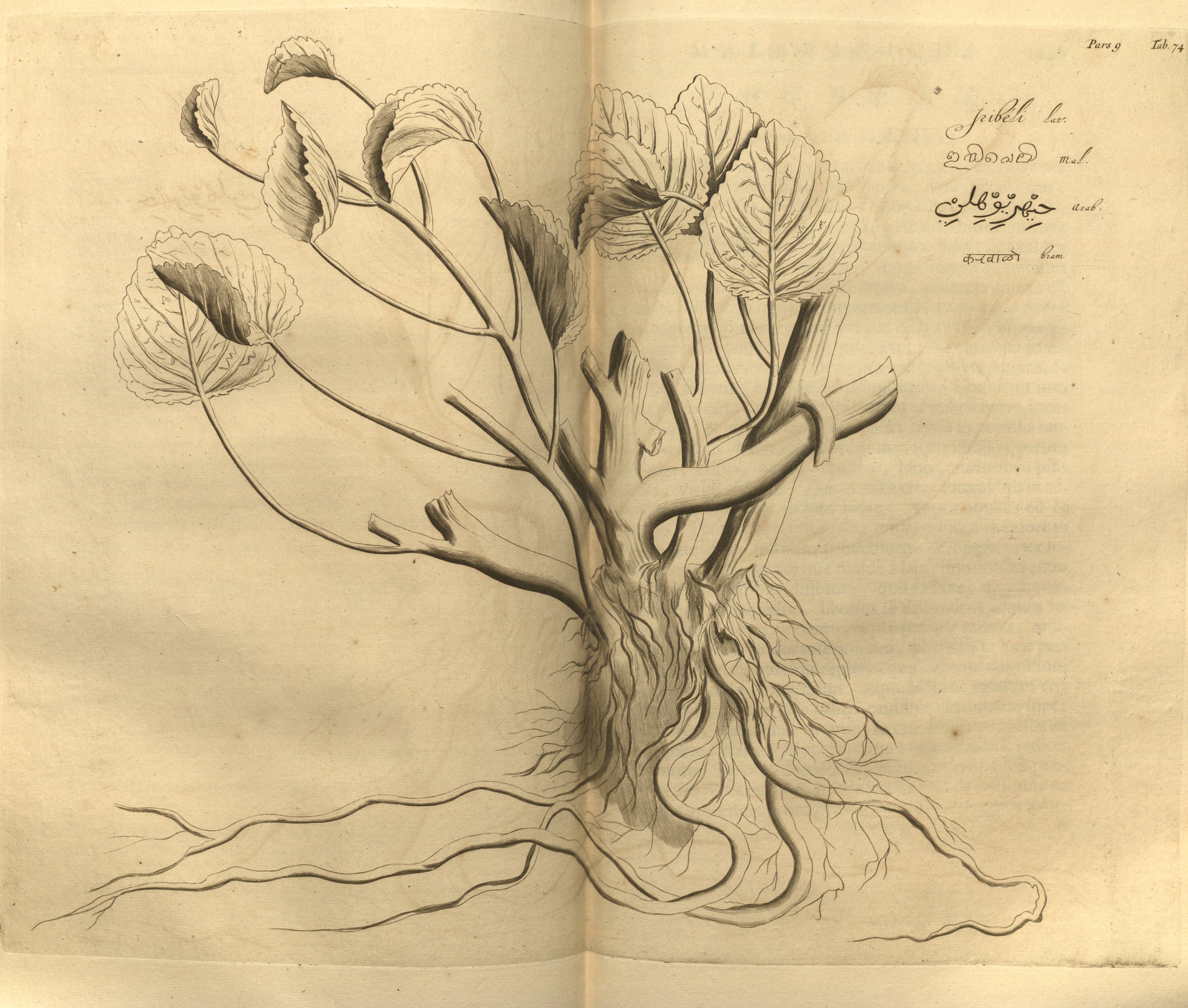 no full size  illustration available (3a)