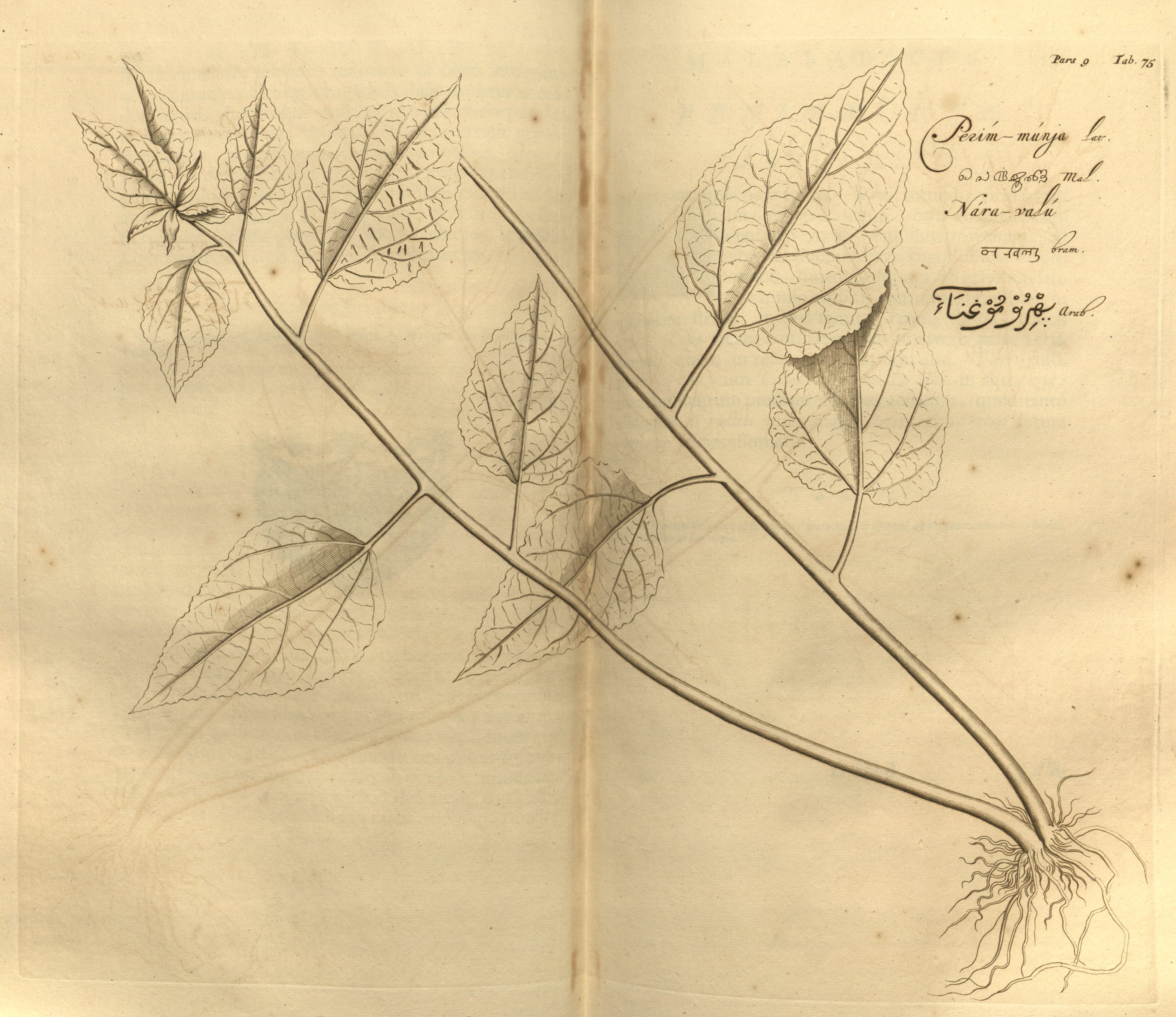 no full size  illustration available (3a)