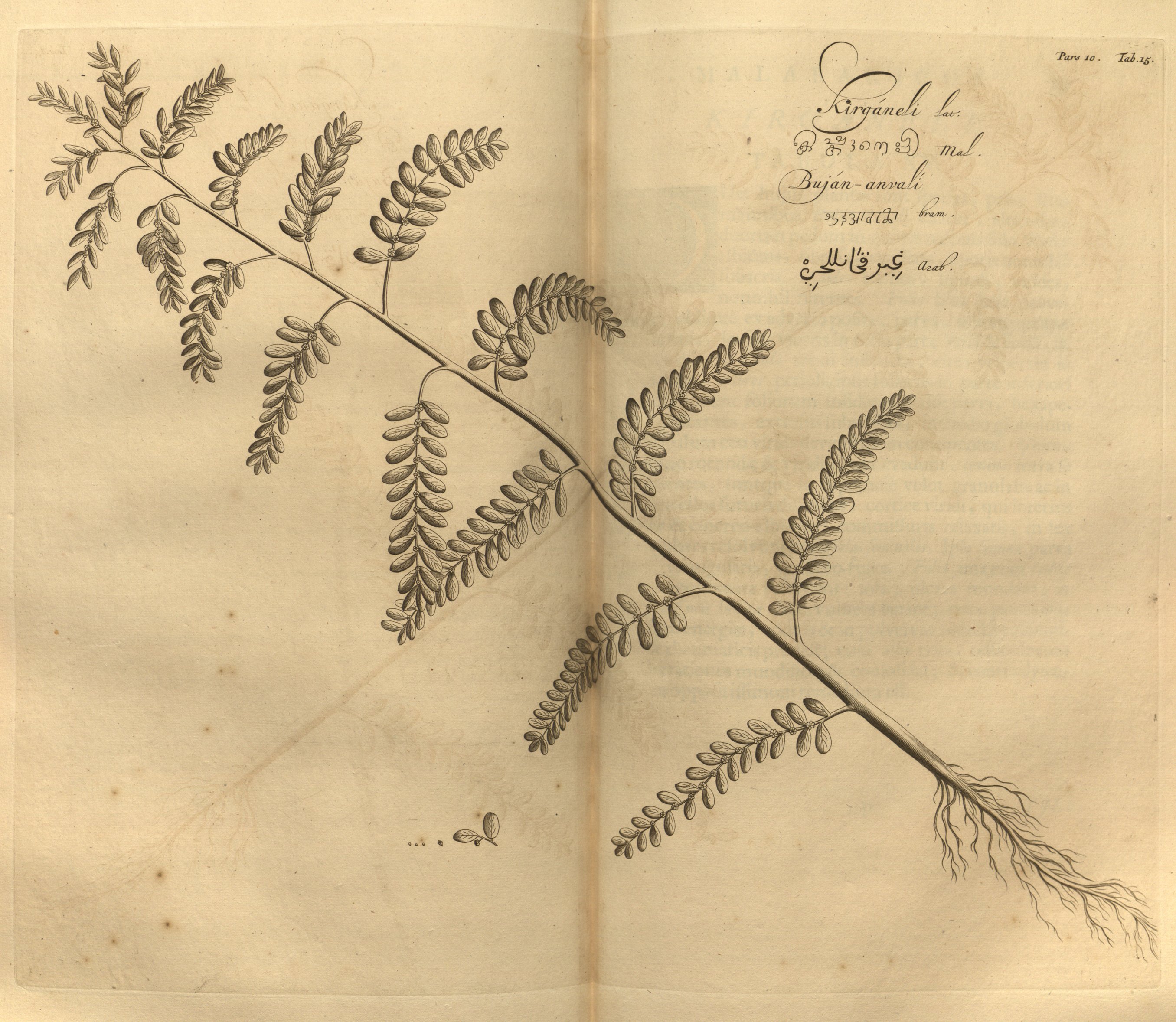 no full size  illustration available (3a)