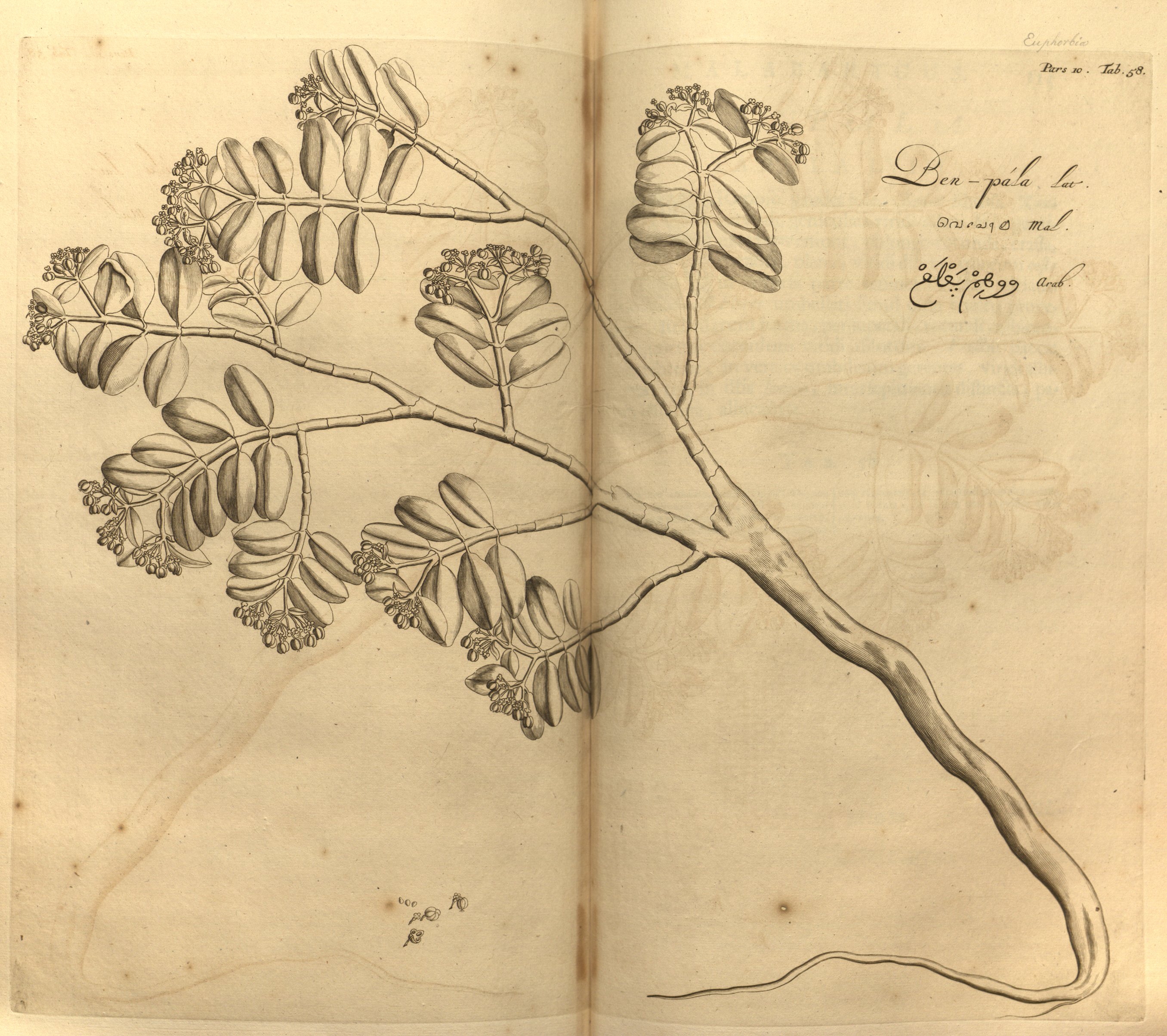 no full size  illustration available (3a)