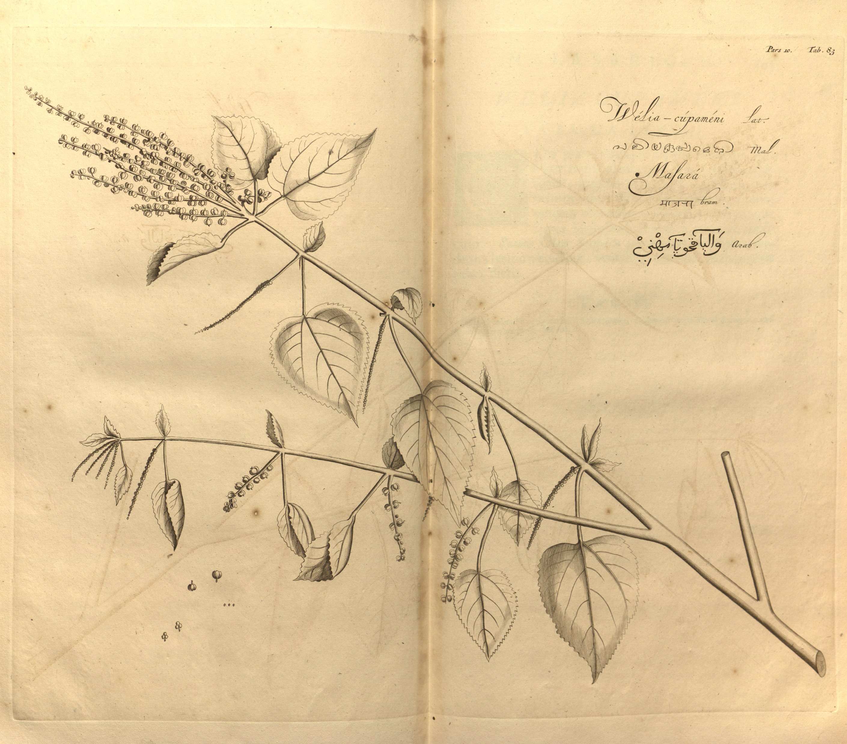 no full size  illustration available (3a)