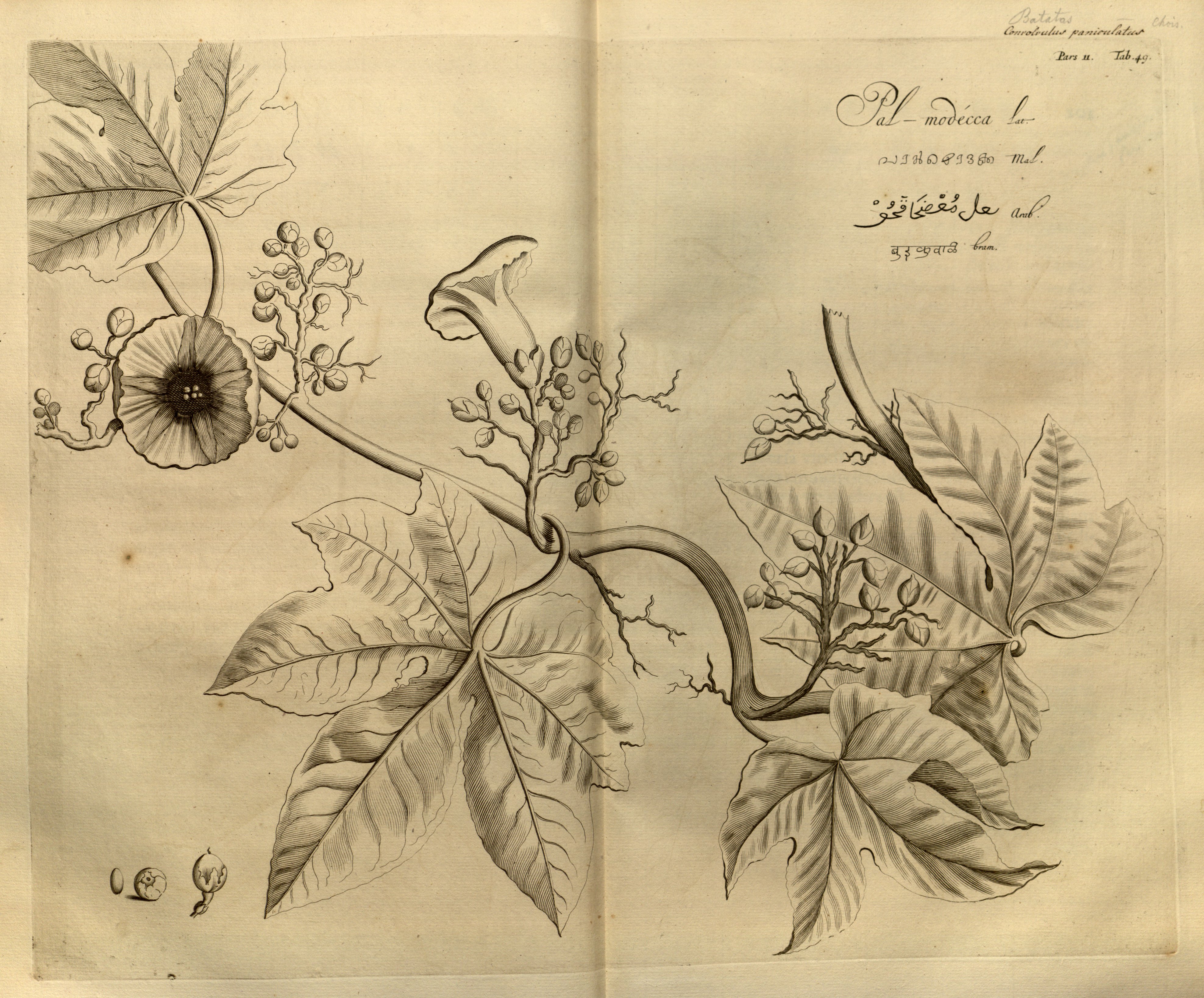 no full size  illustration available (3a)