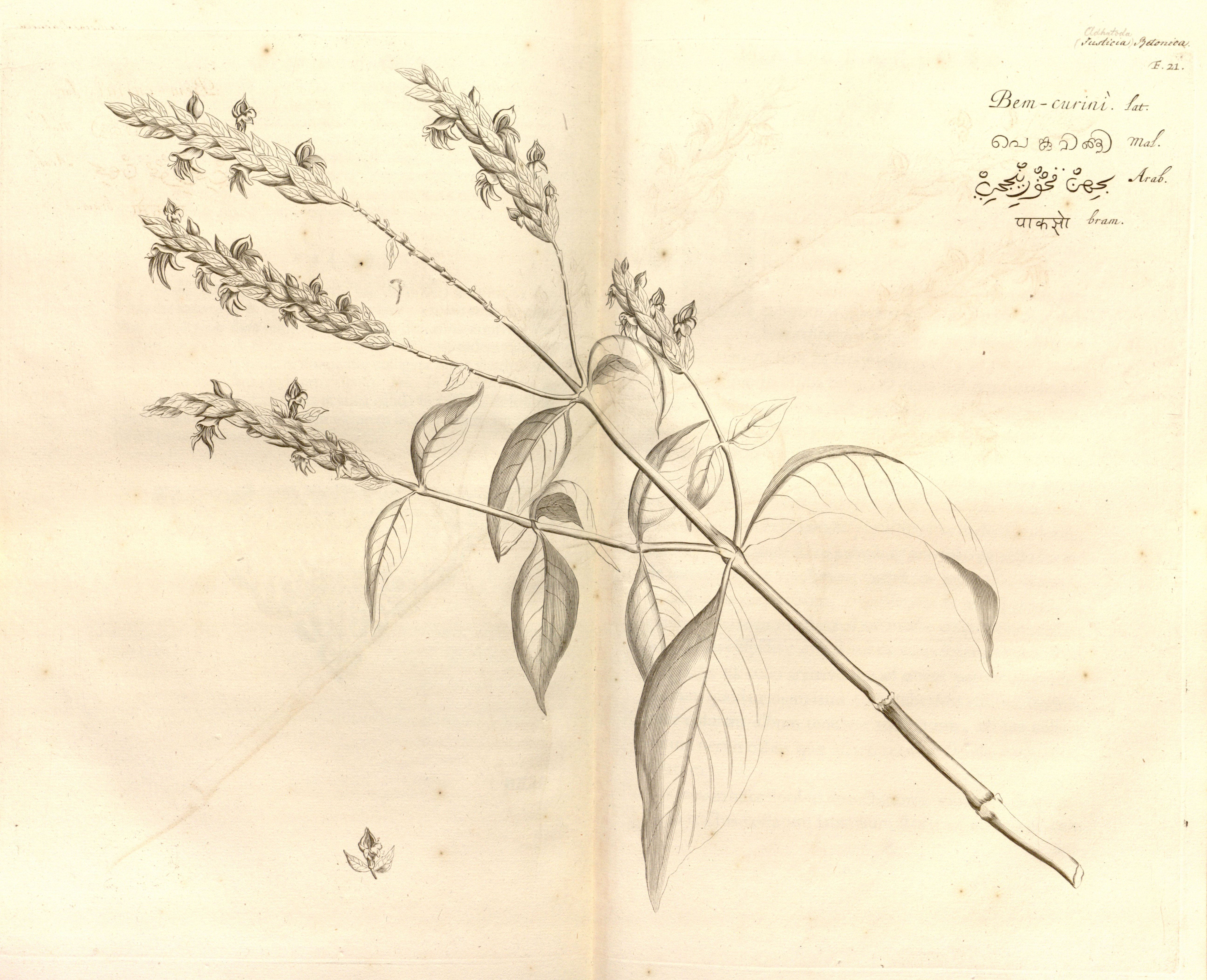 no full size  illustration available (3a)