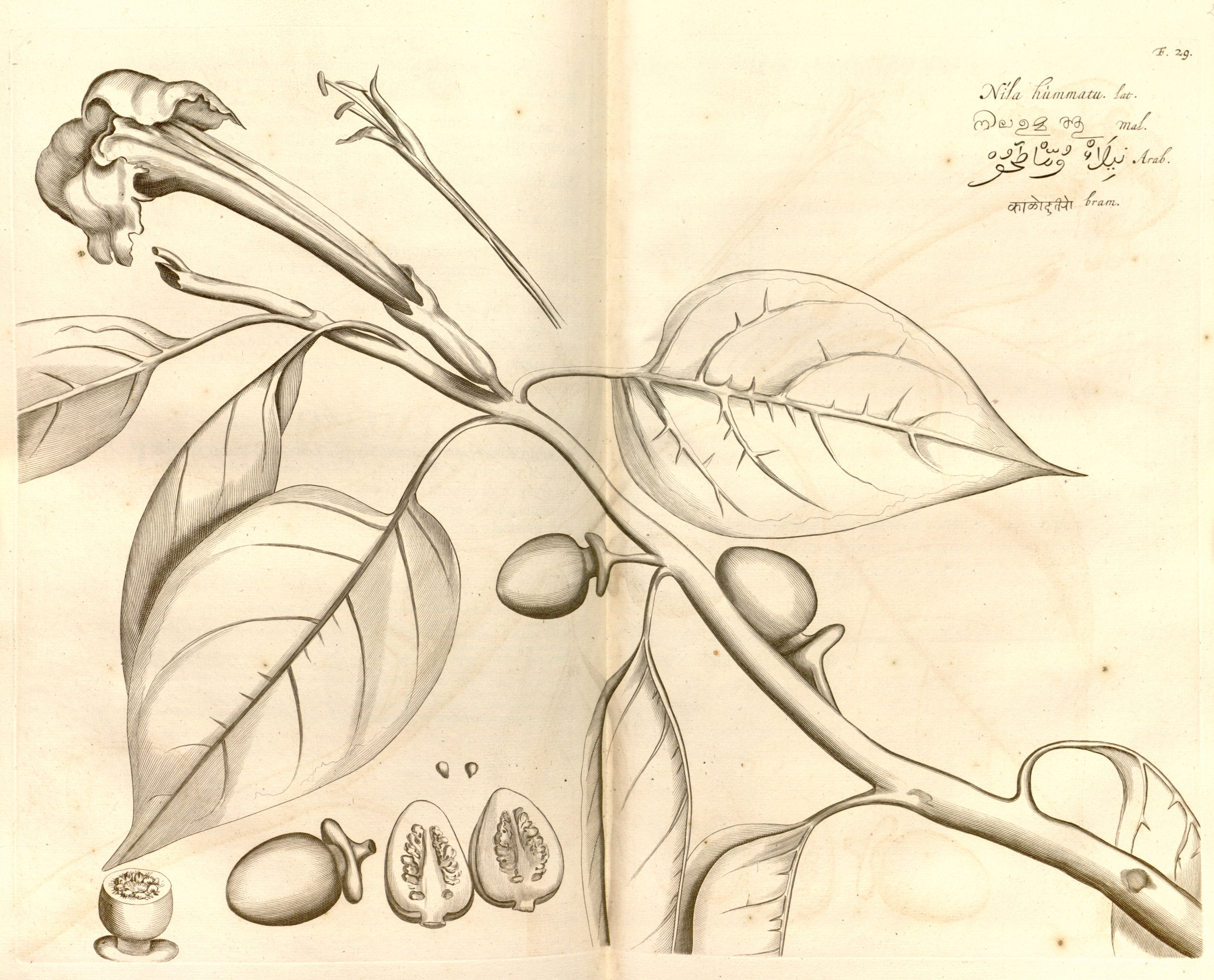 no full size  illustration available (3a)