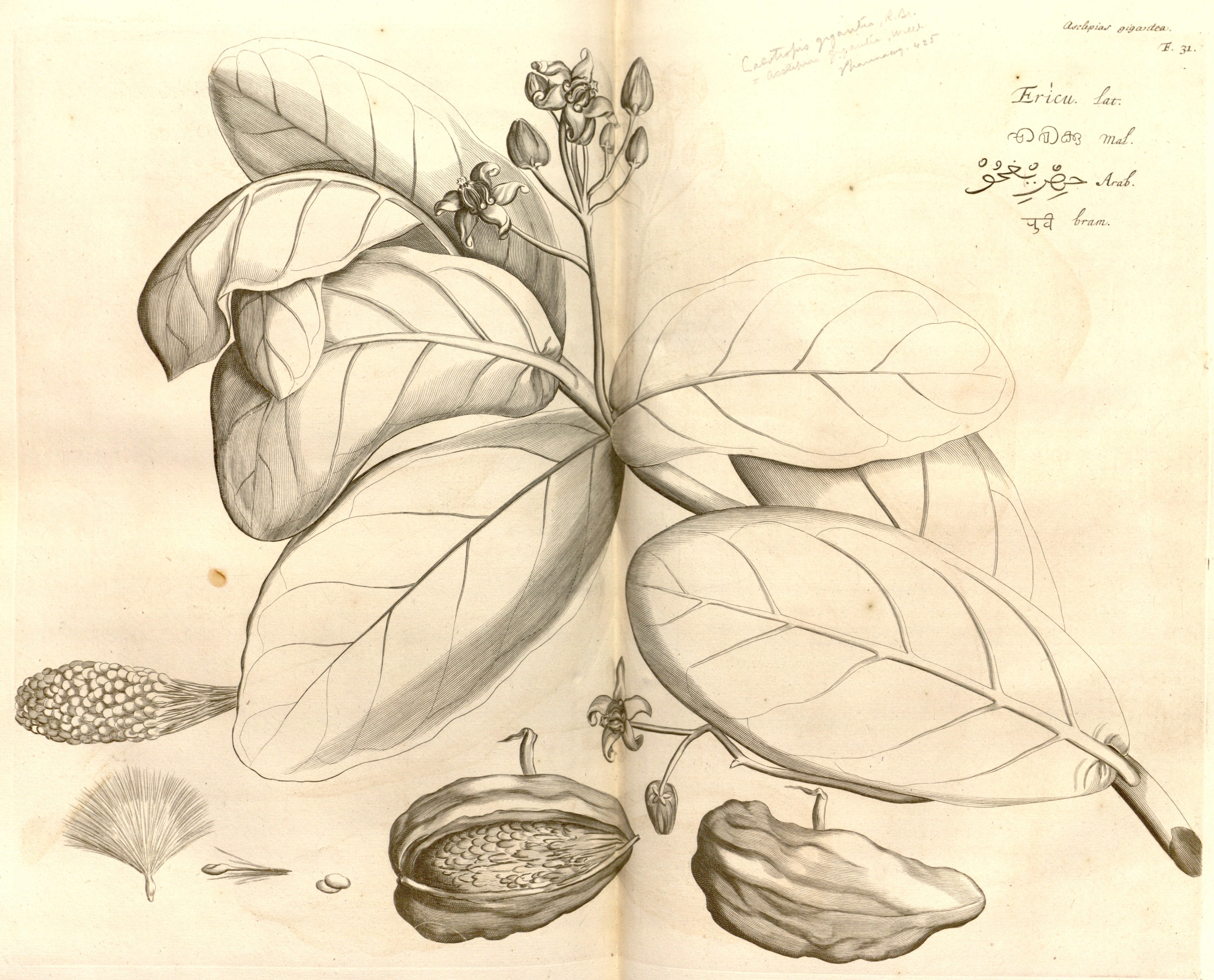 no full size  illustration available (3a)