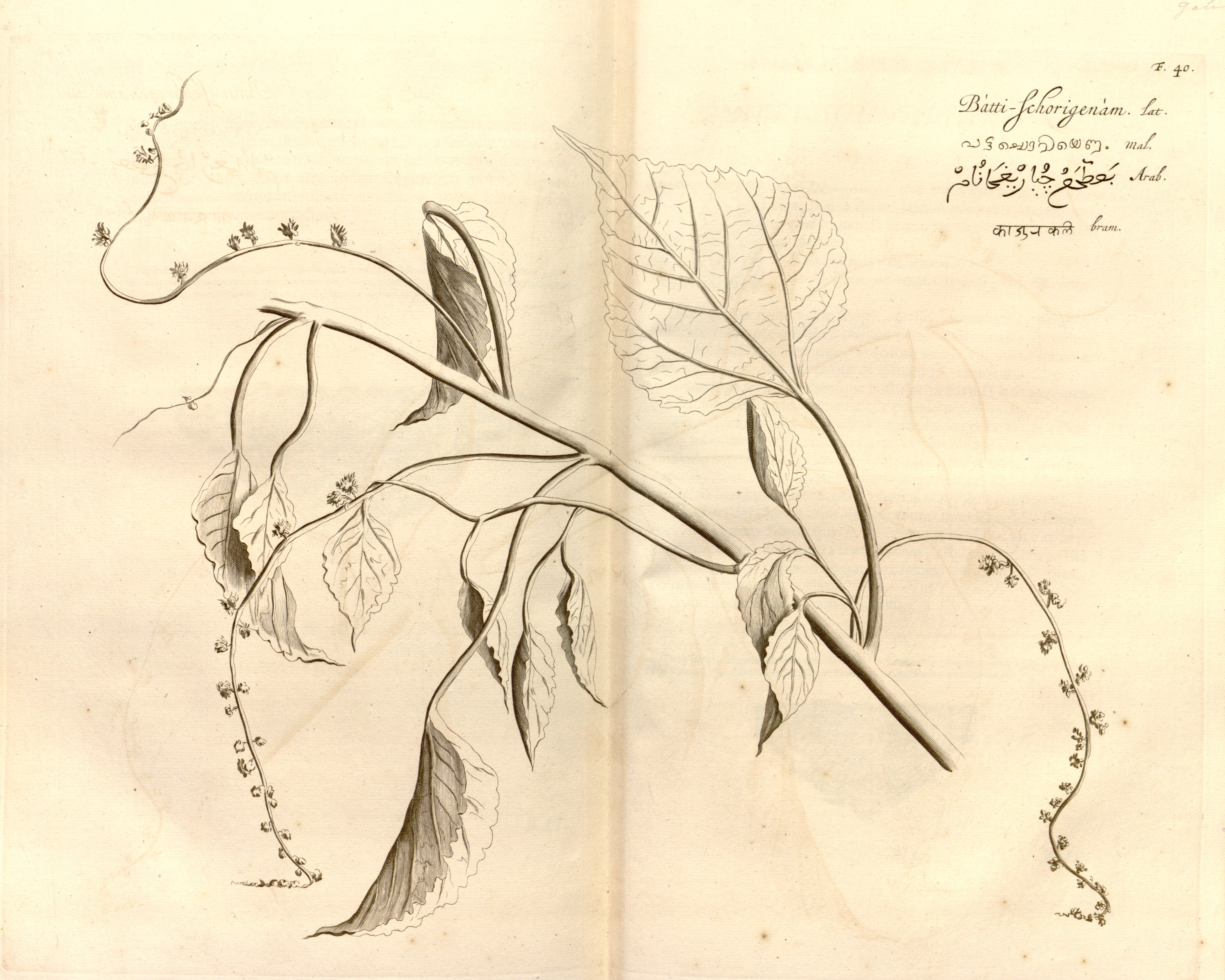 no full size  illustration available (3a)