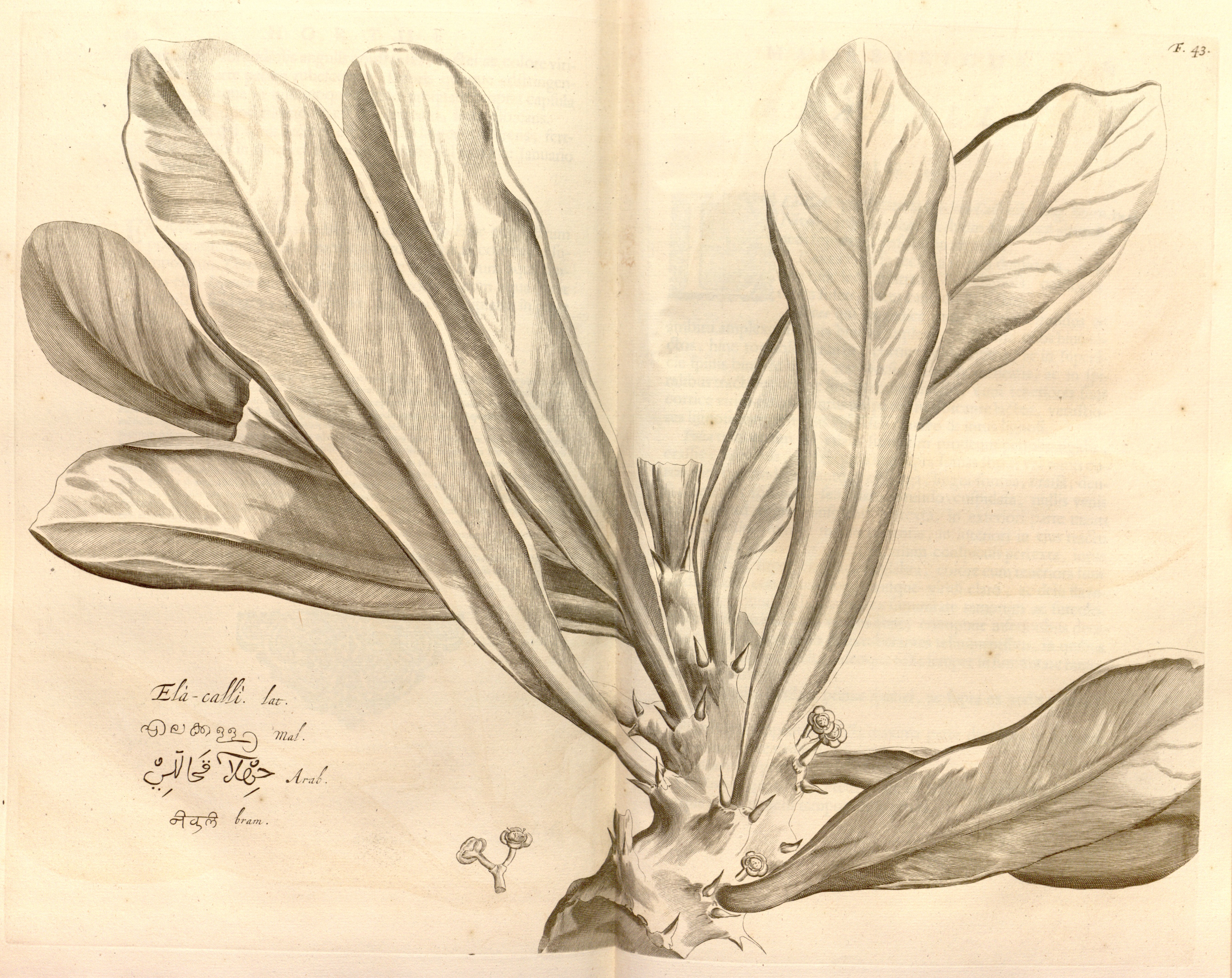 no full size  illustration available (3a)