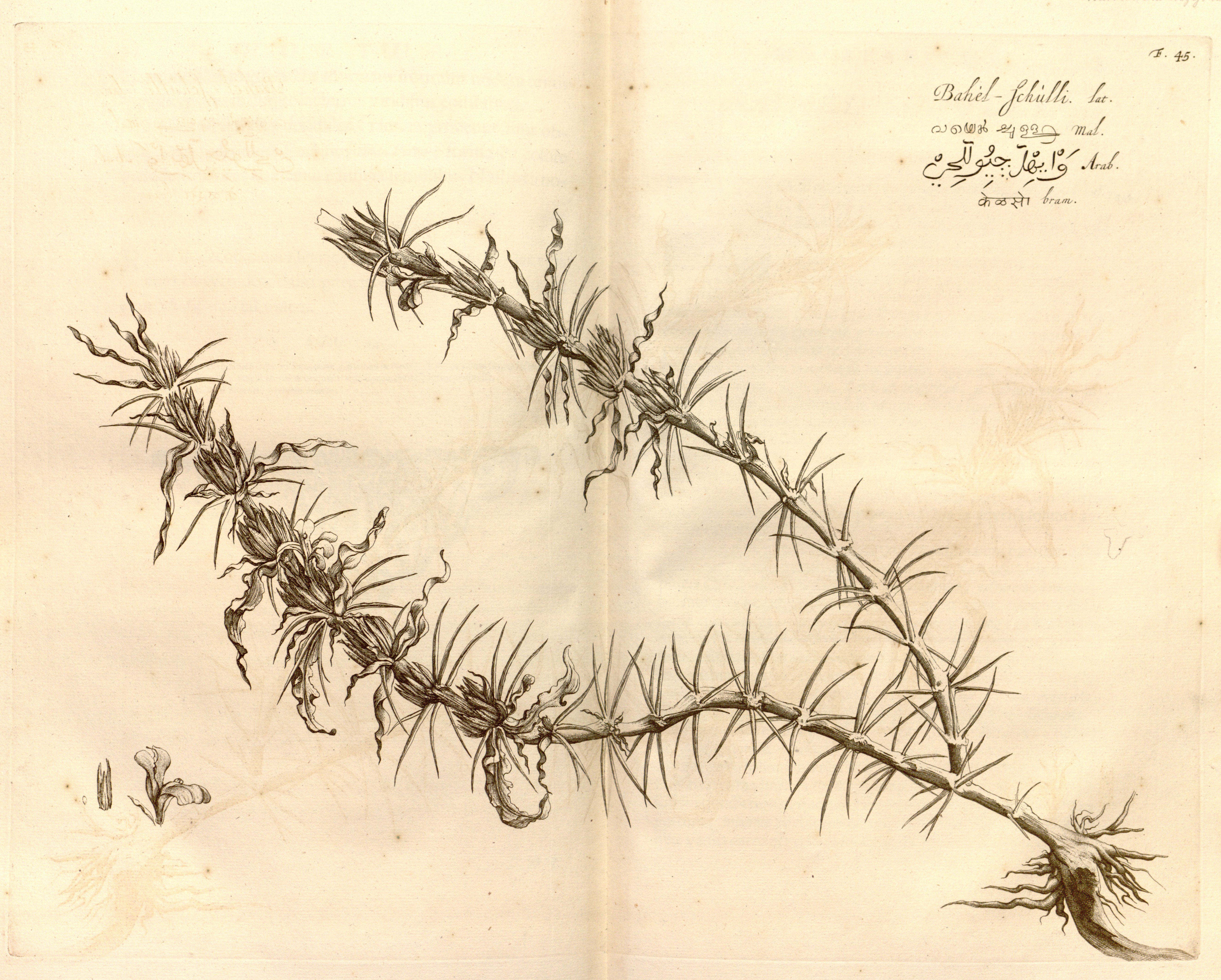 no full size  illustration available (3a)