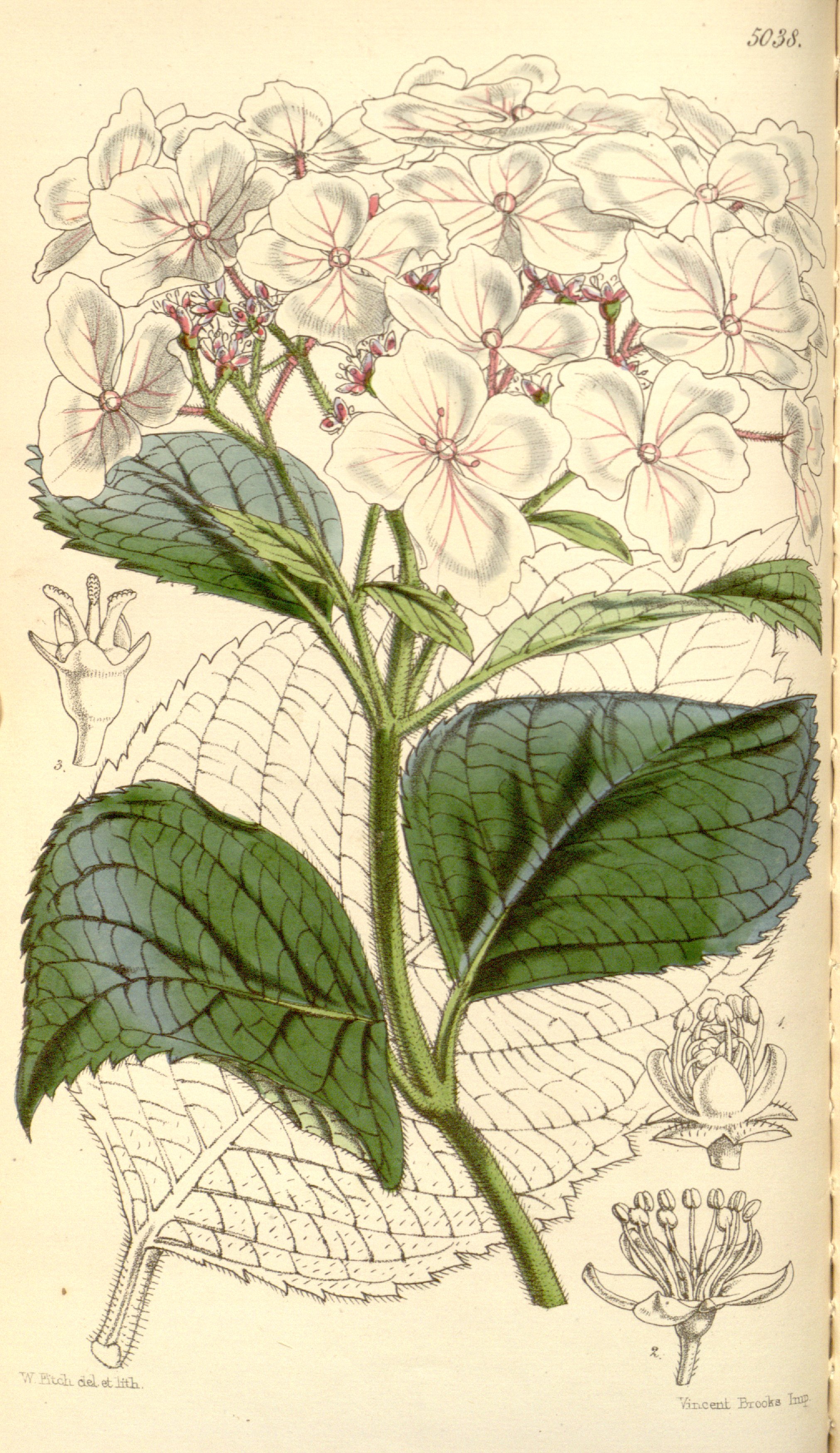 no full size  illustration available (3a)