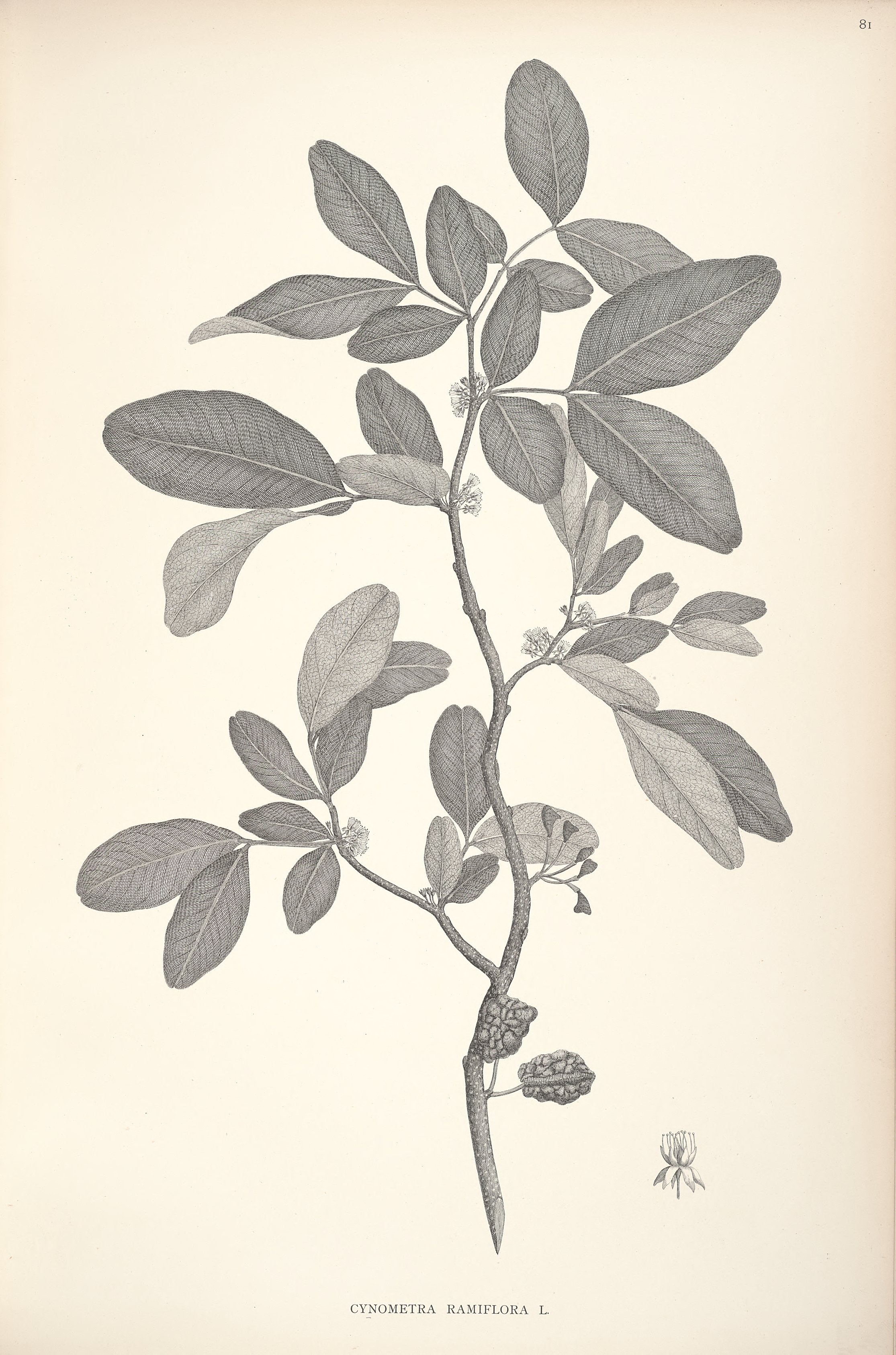 no full size  illustration available (3a)