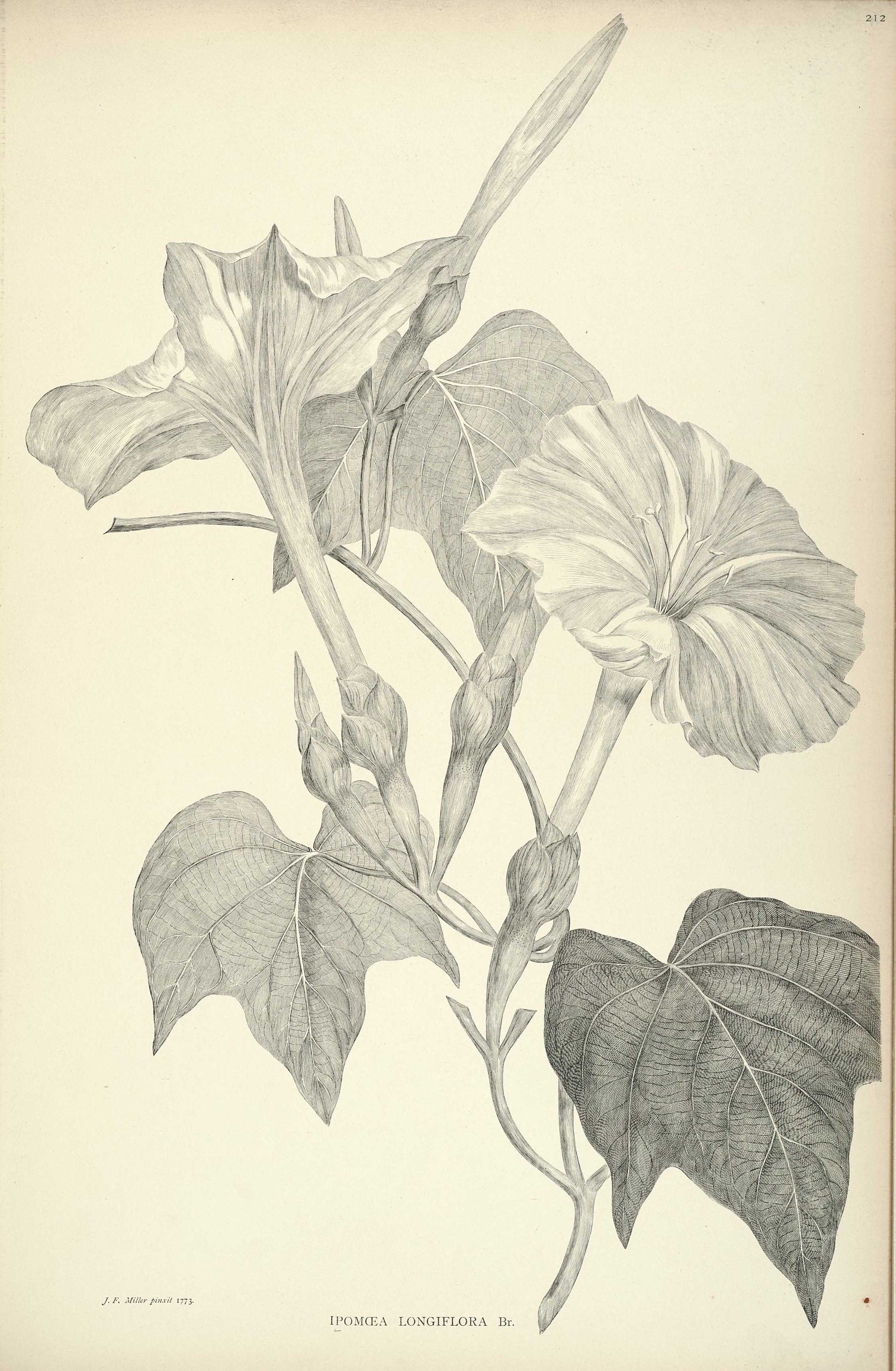 no full size  illustration available (3a)