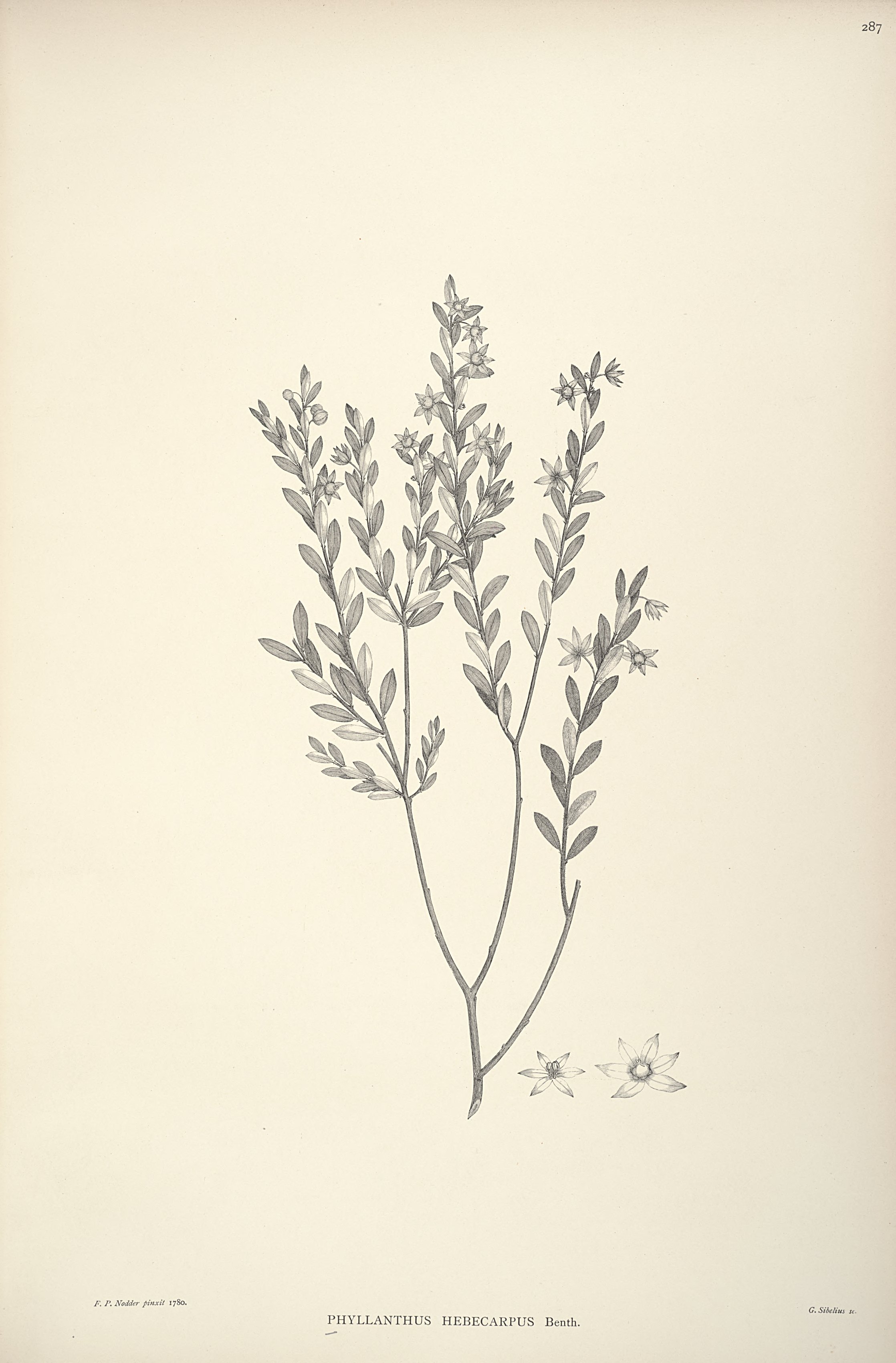 no full size  illustration available (3a)