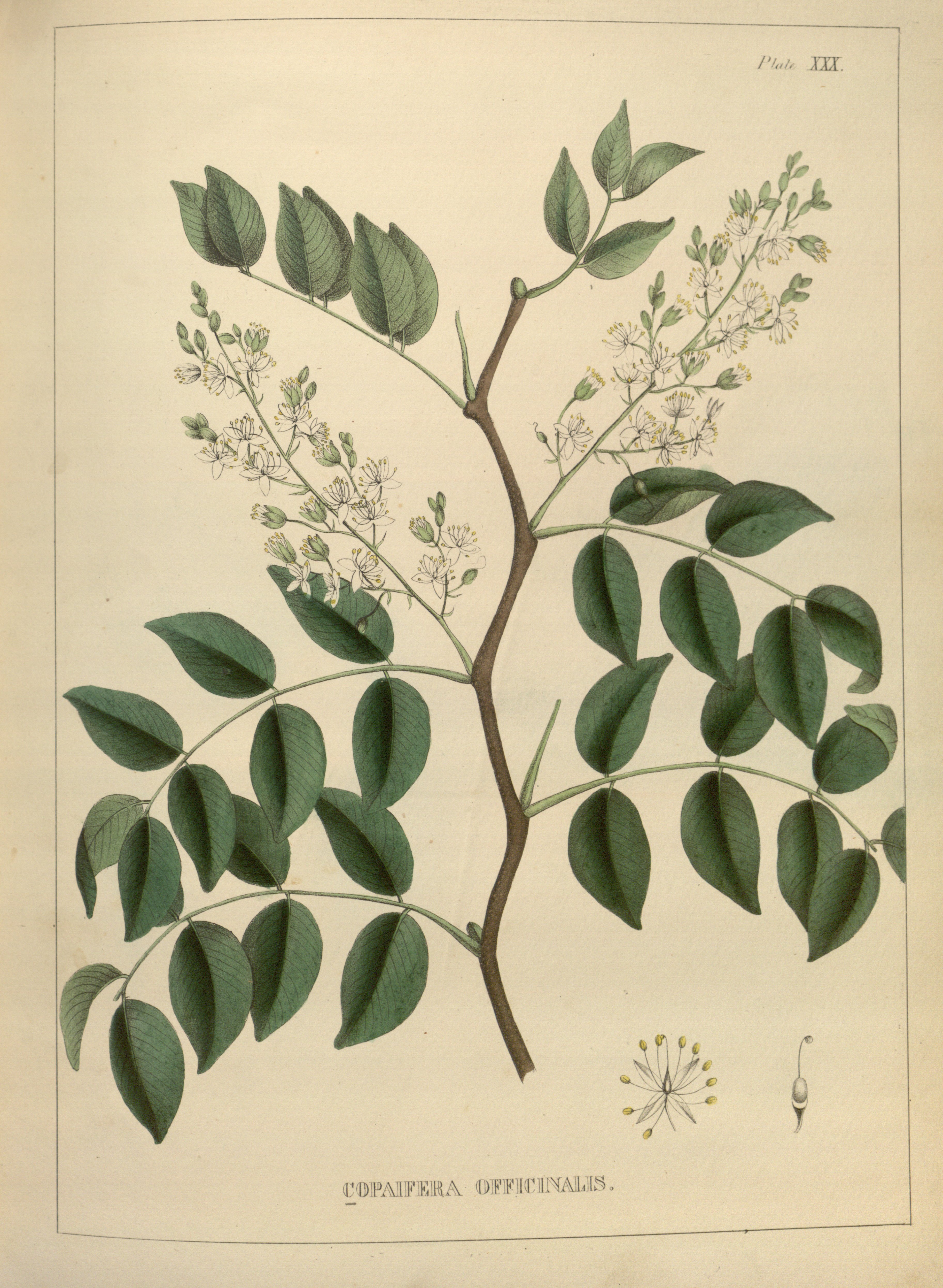 no full size  illustration available (3a)