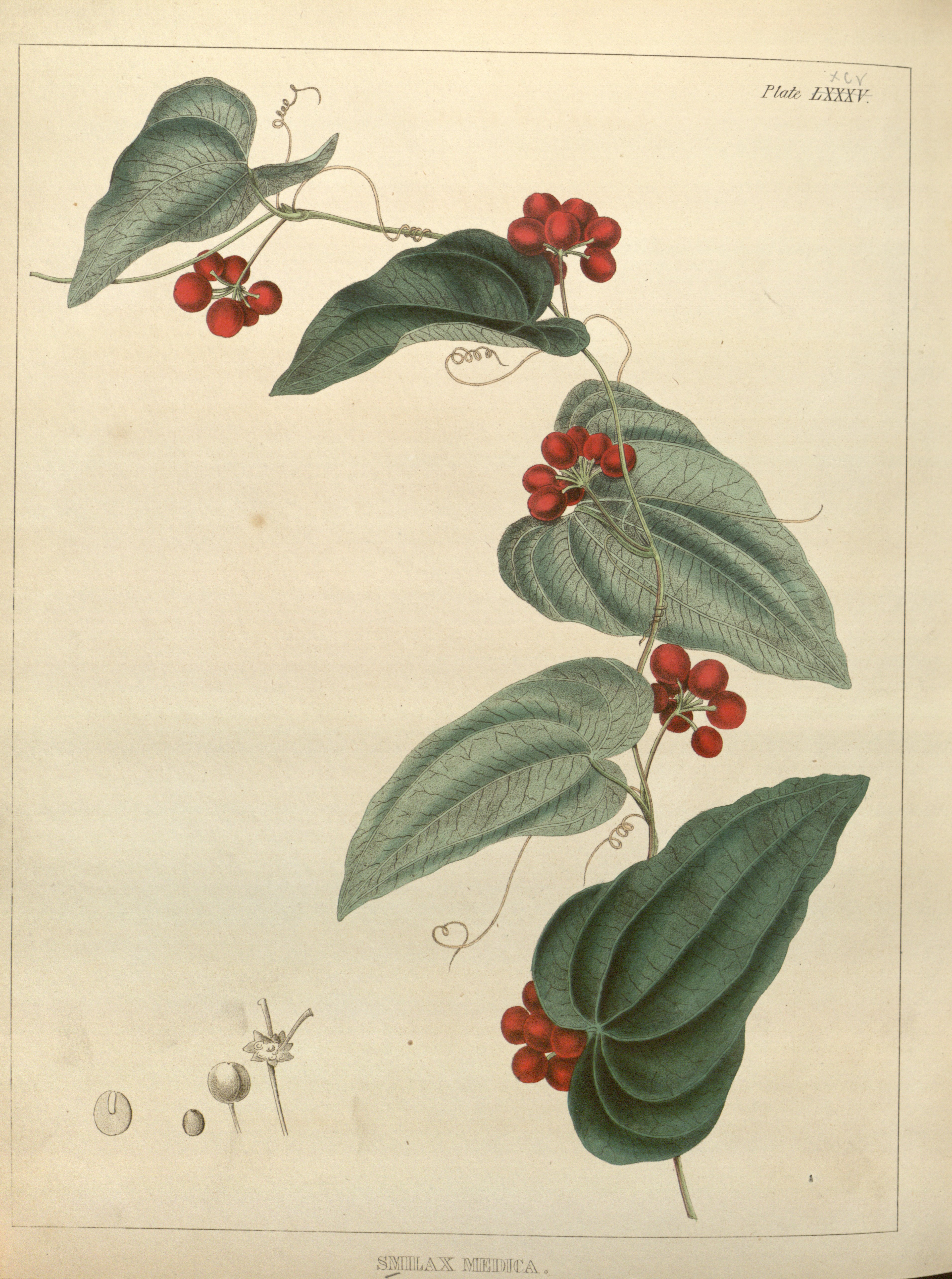 no full size  illustration available (3a)