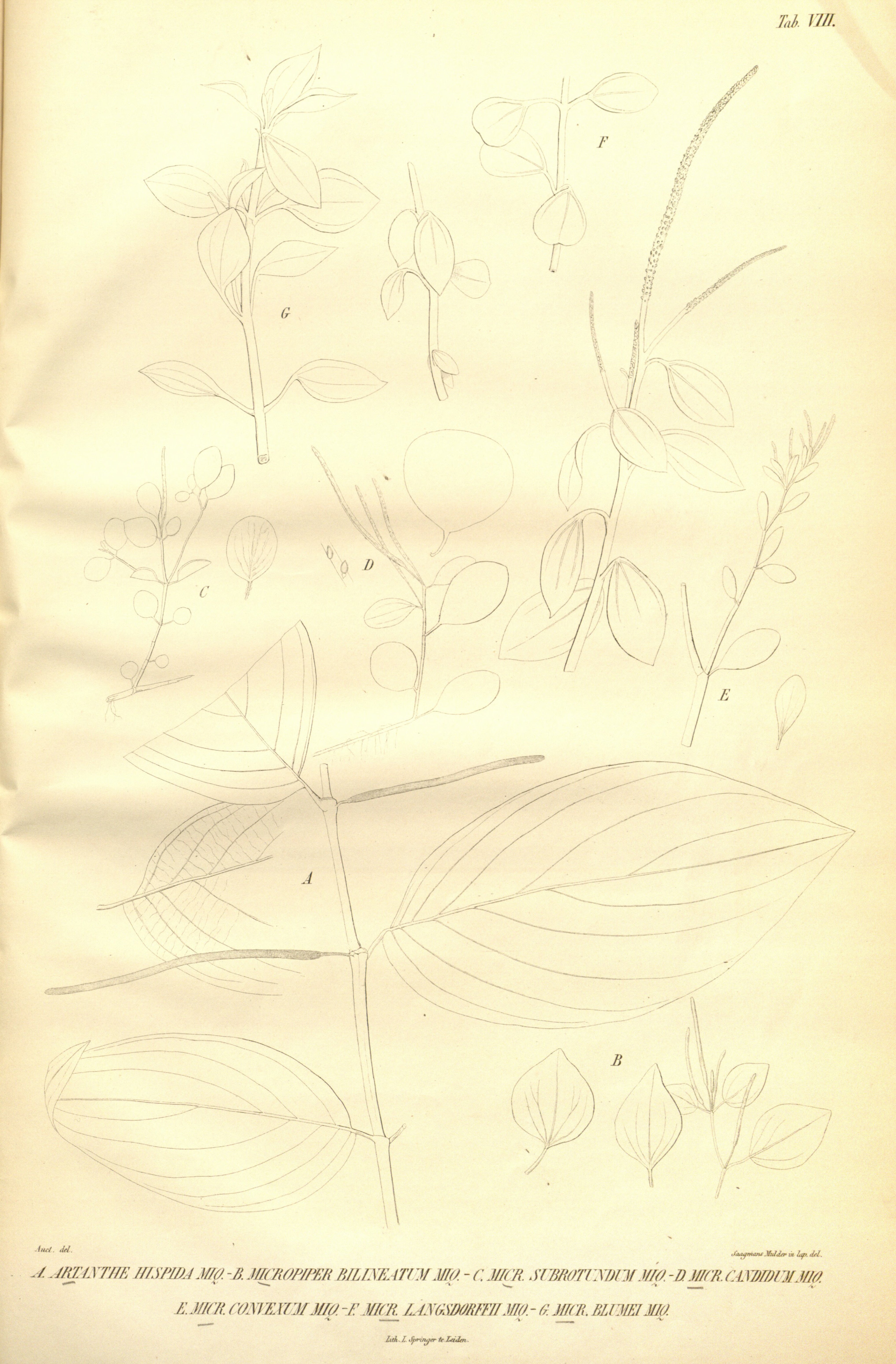 no full size  illustration available (3a)