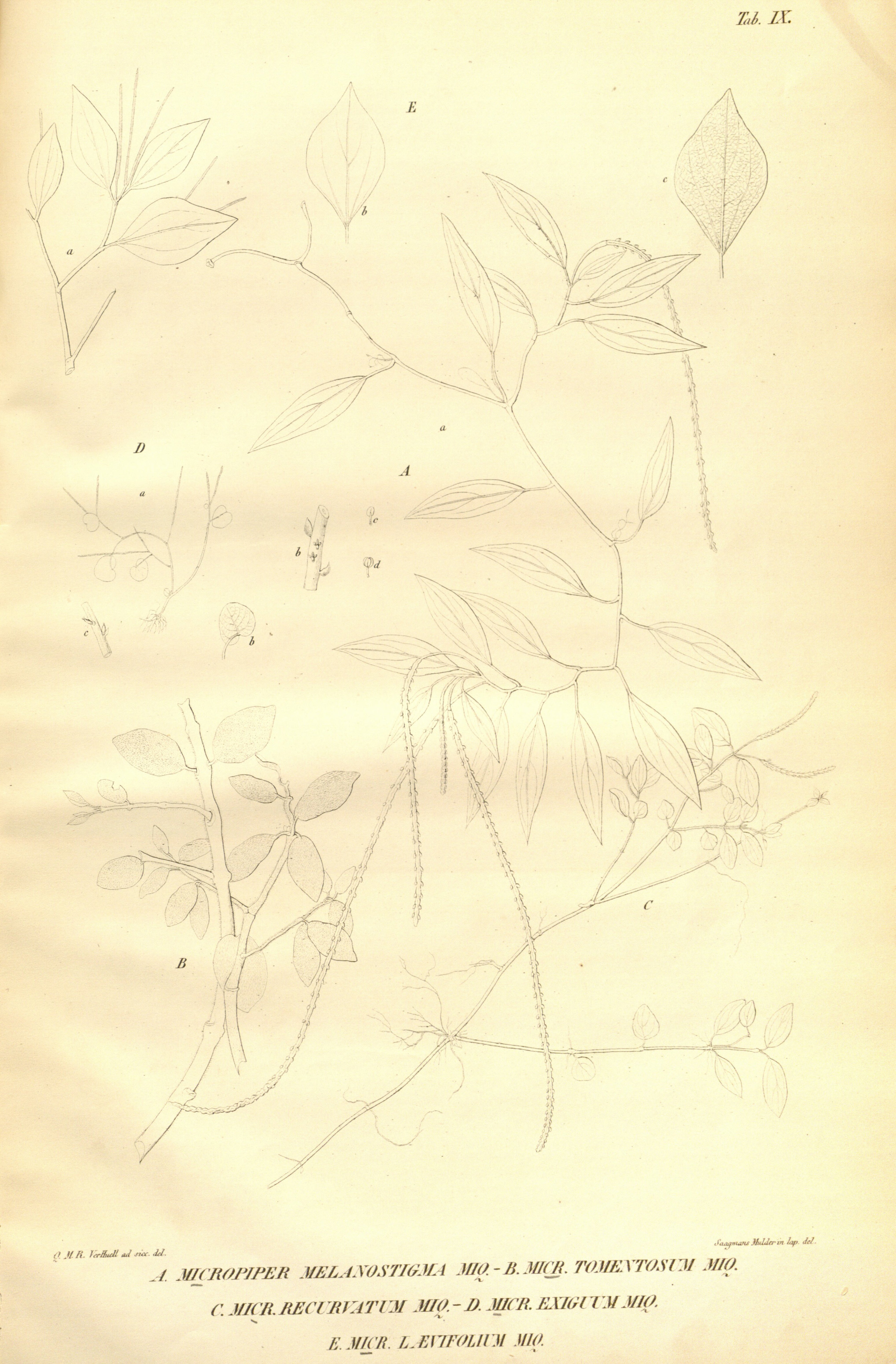 no full size  illustration available (3a)