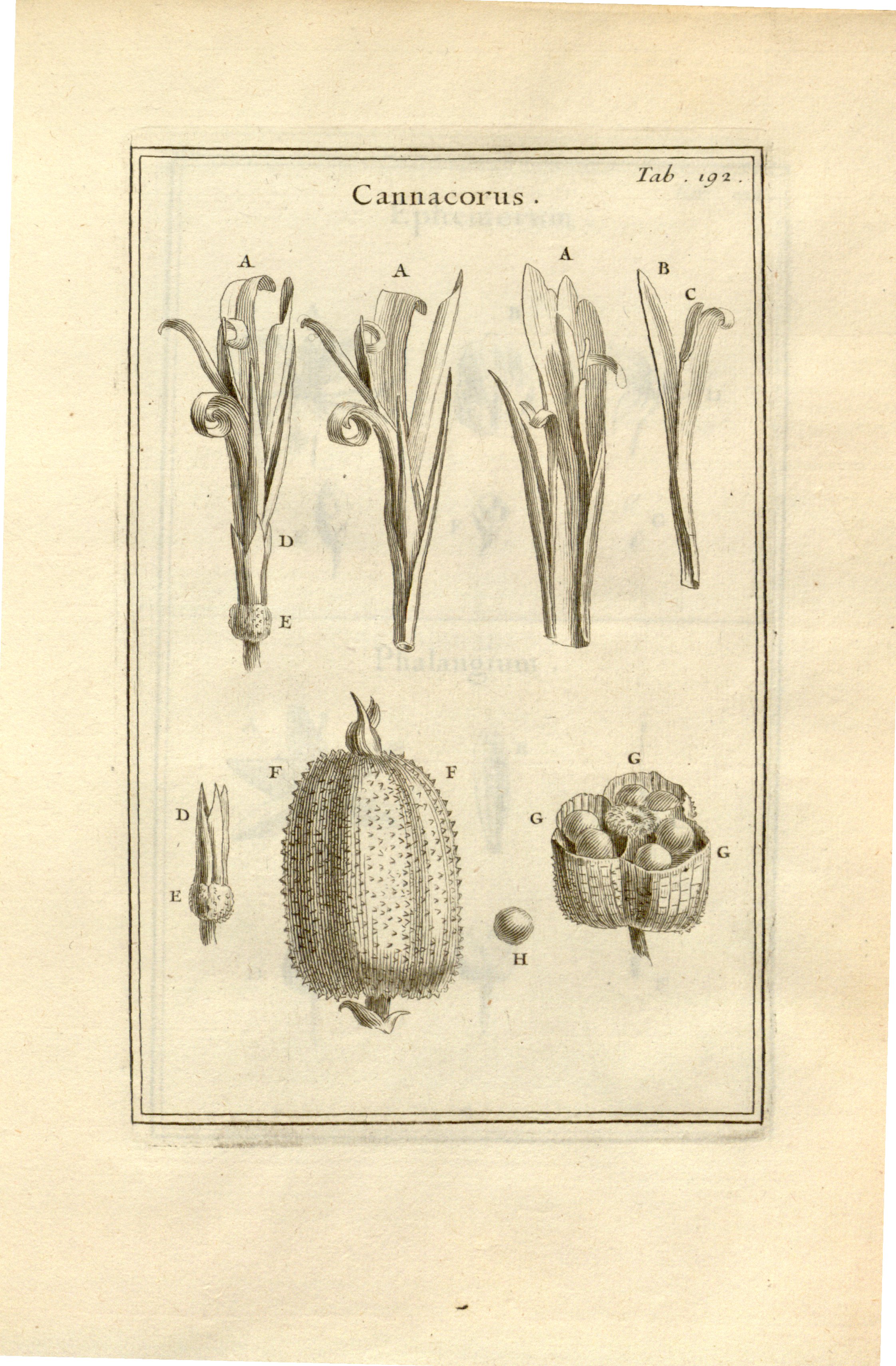 no full size  illustration available (3a)