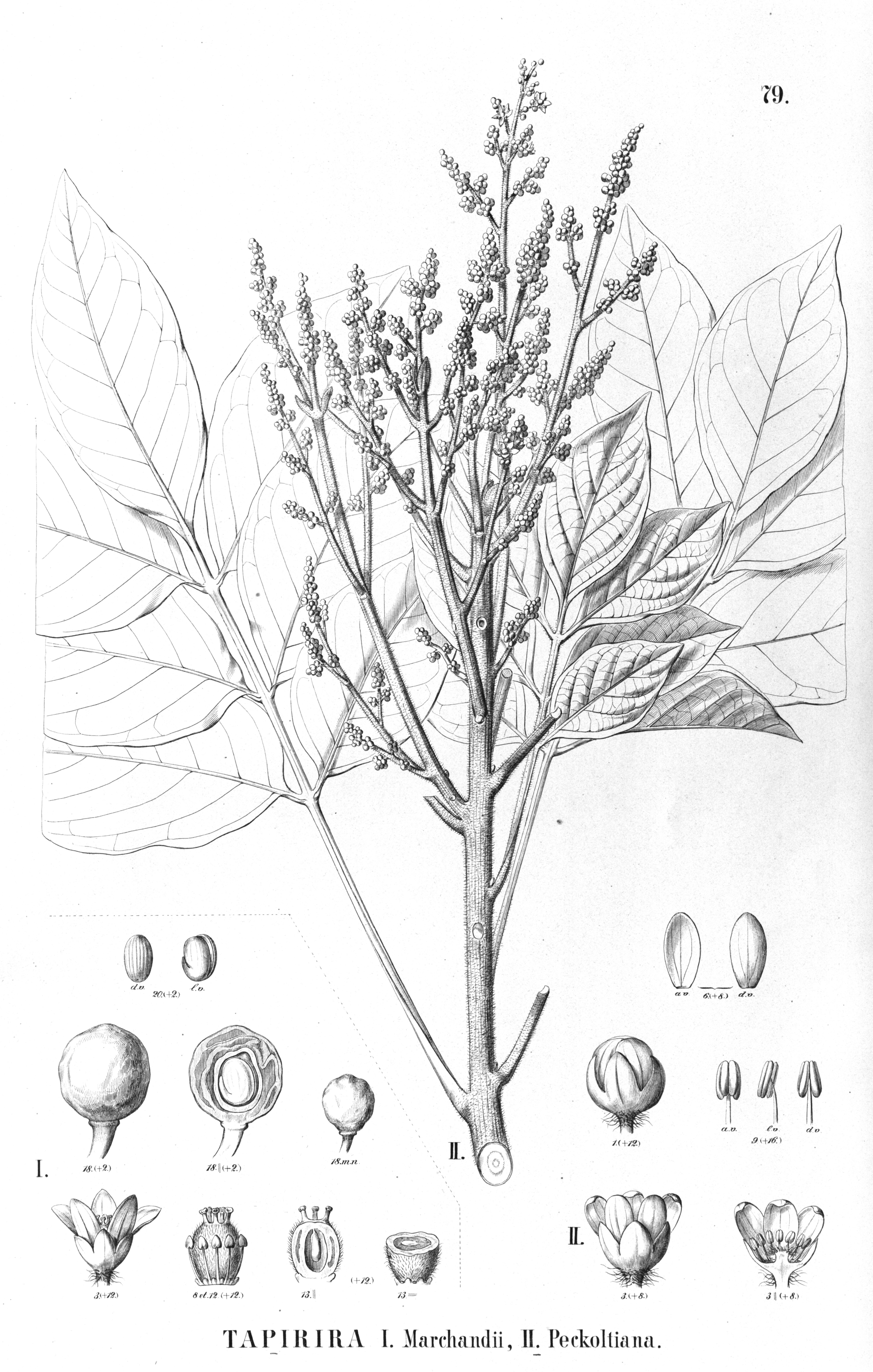 no full size  illustration available (3a)