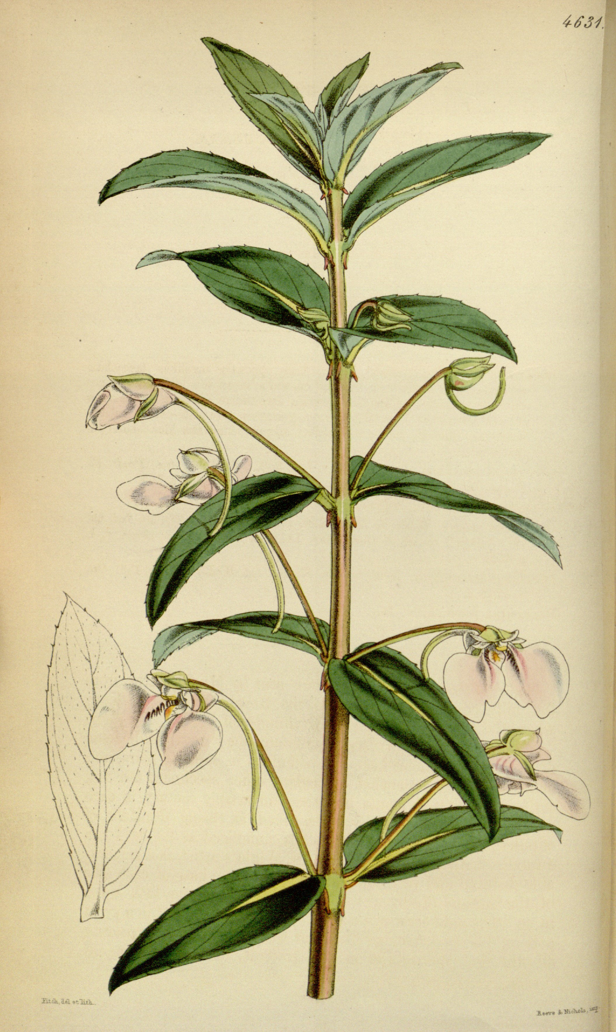 no full size  illustration available (3a)