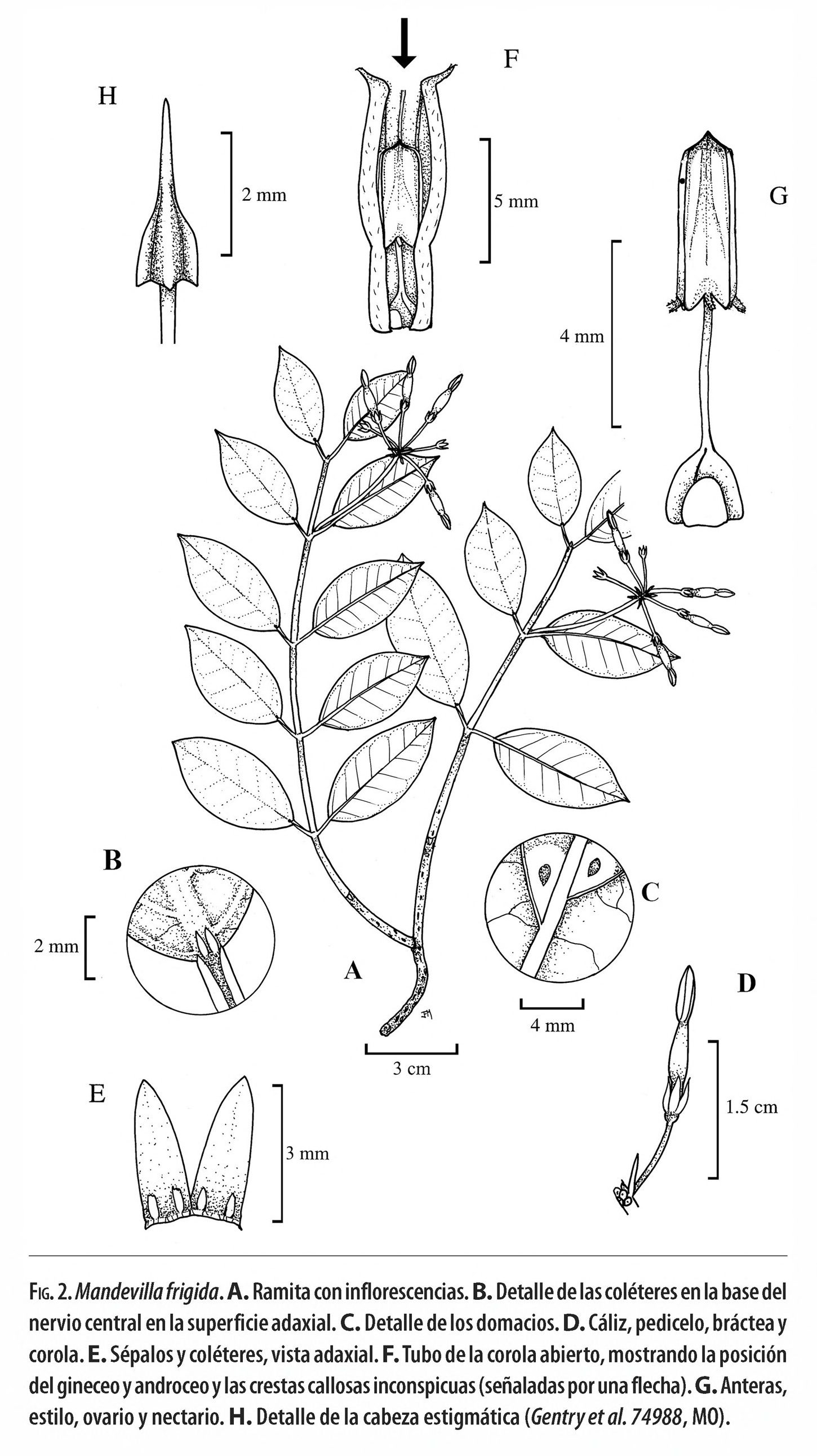 no full size  illustration available (3a)