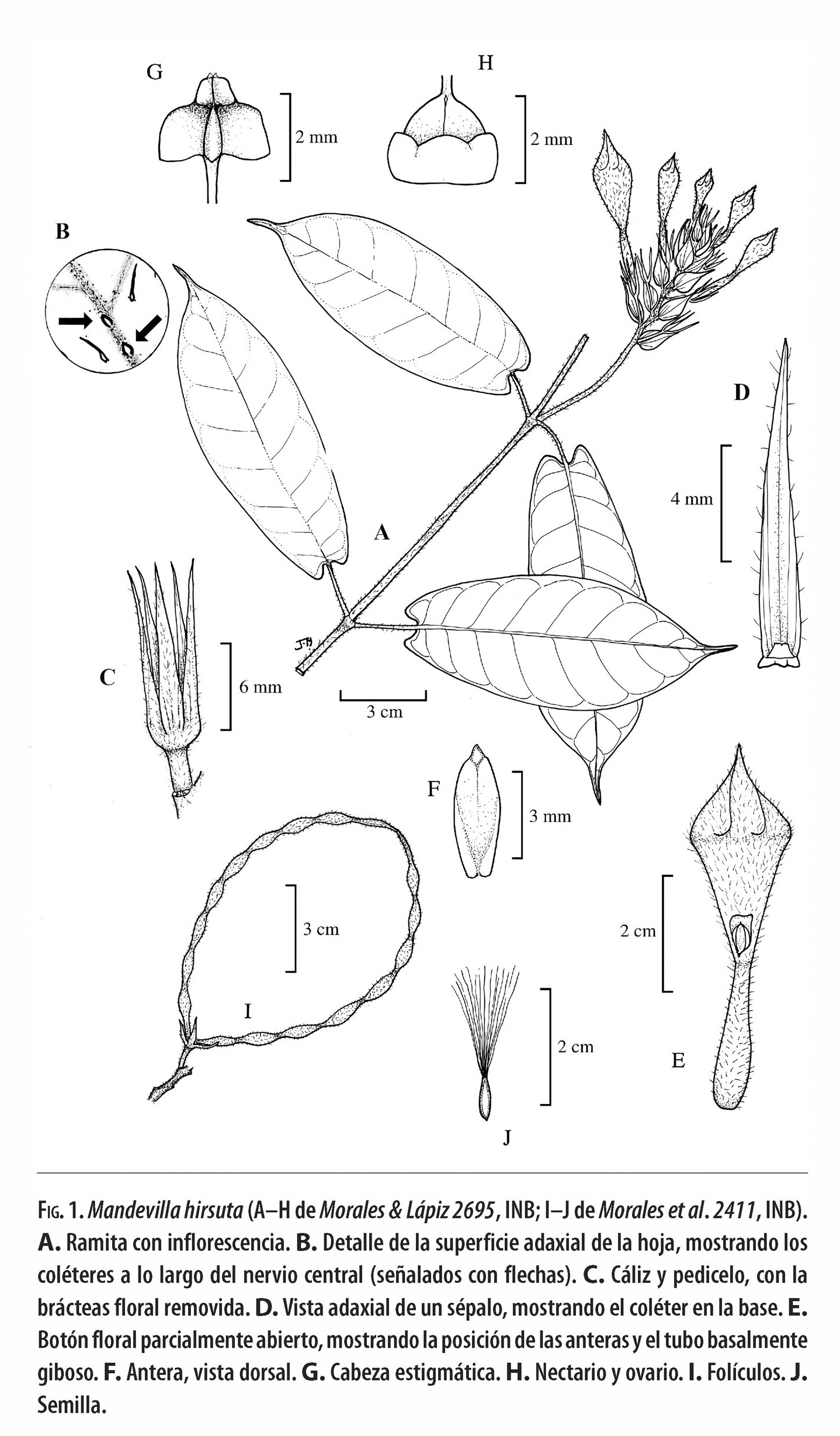 no full size  illustration available (3a)