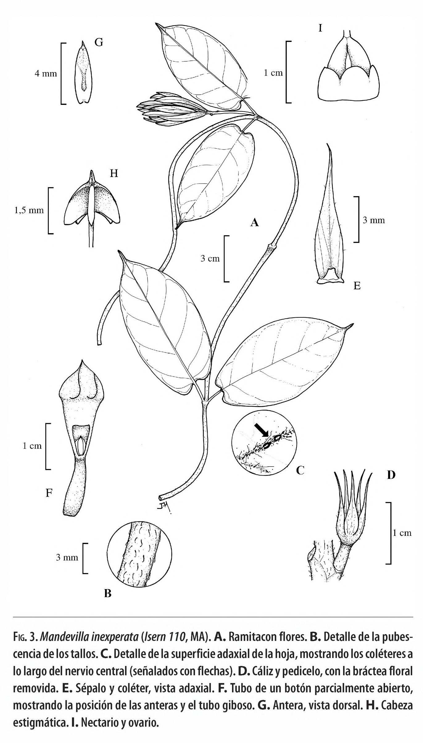 no full size  illustration available (3a)