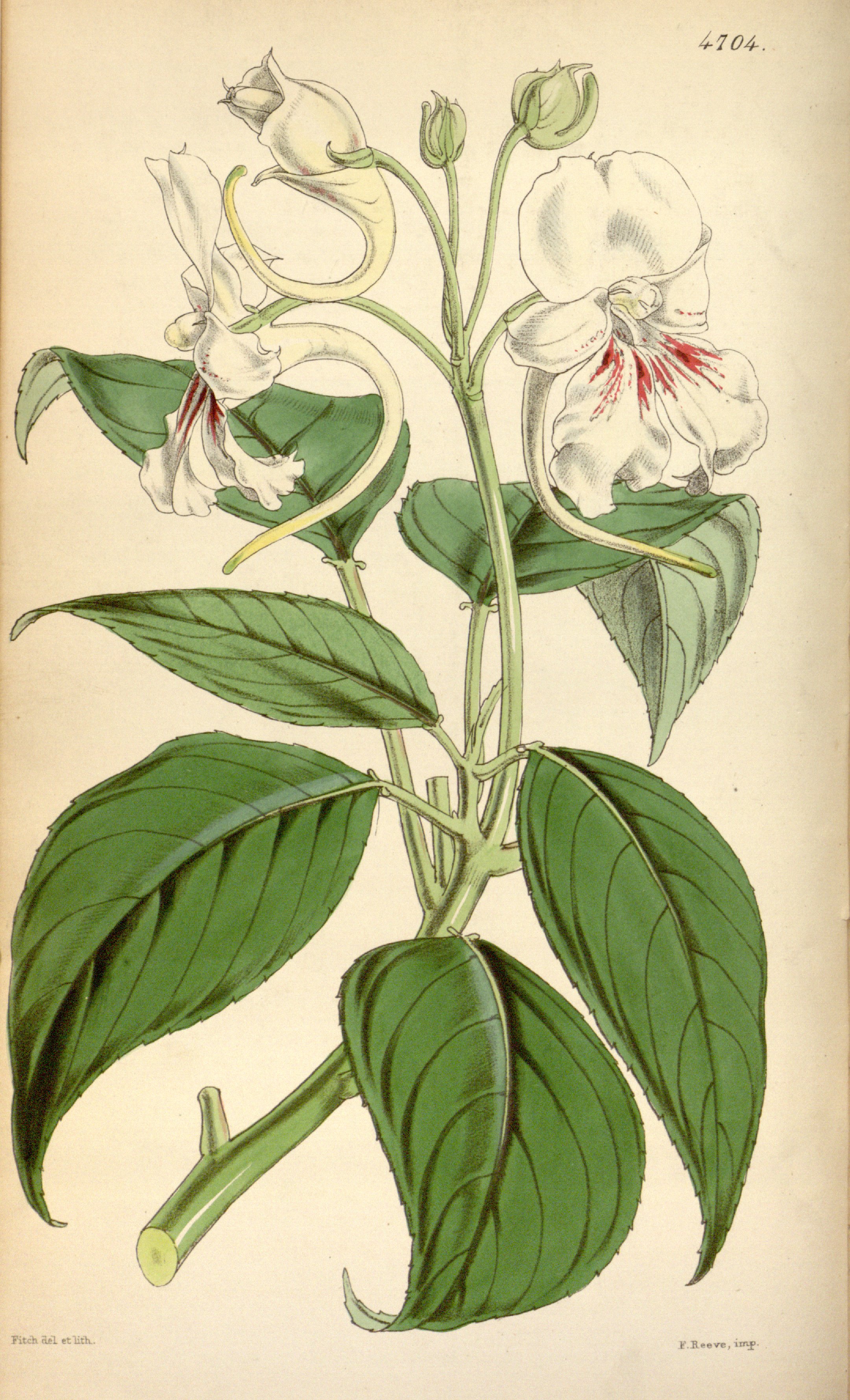 no full size  illustration available (3a)