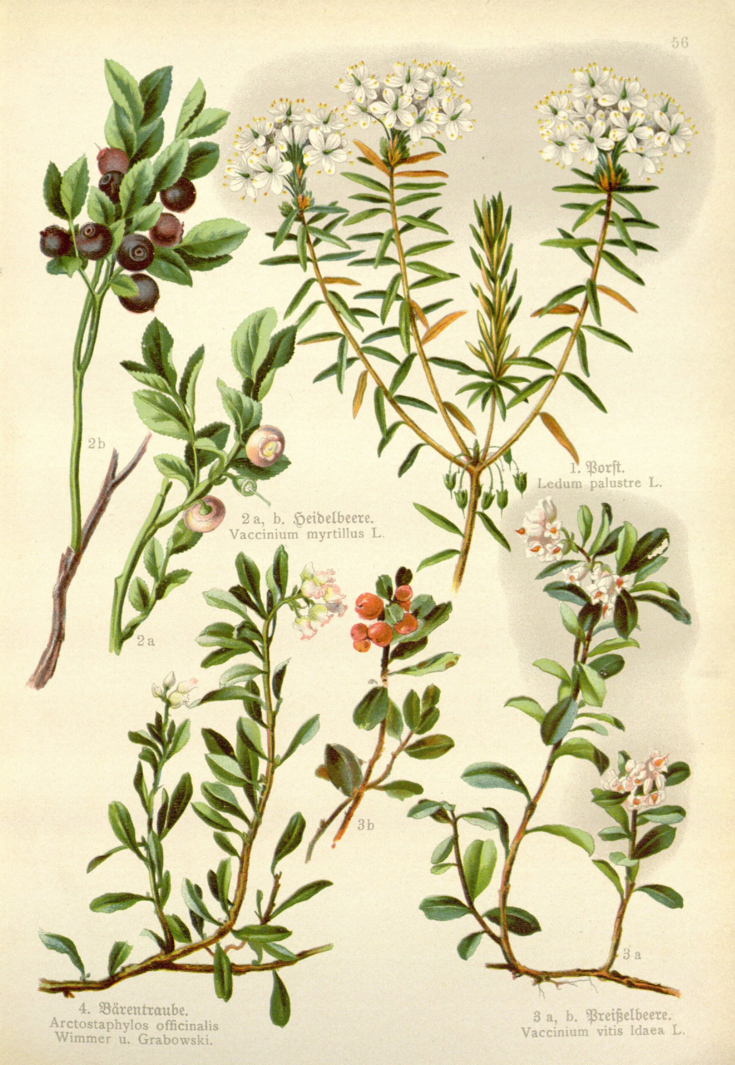 no full size  illustration available (3a)